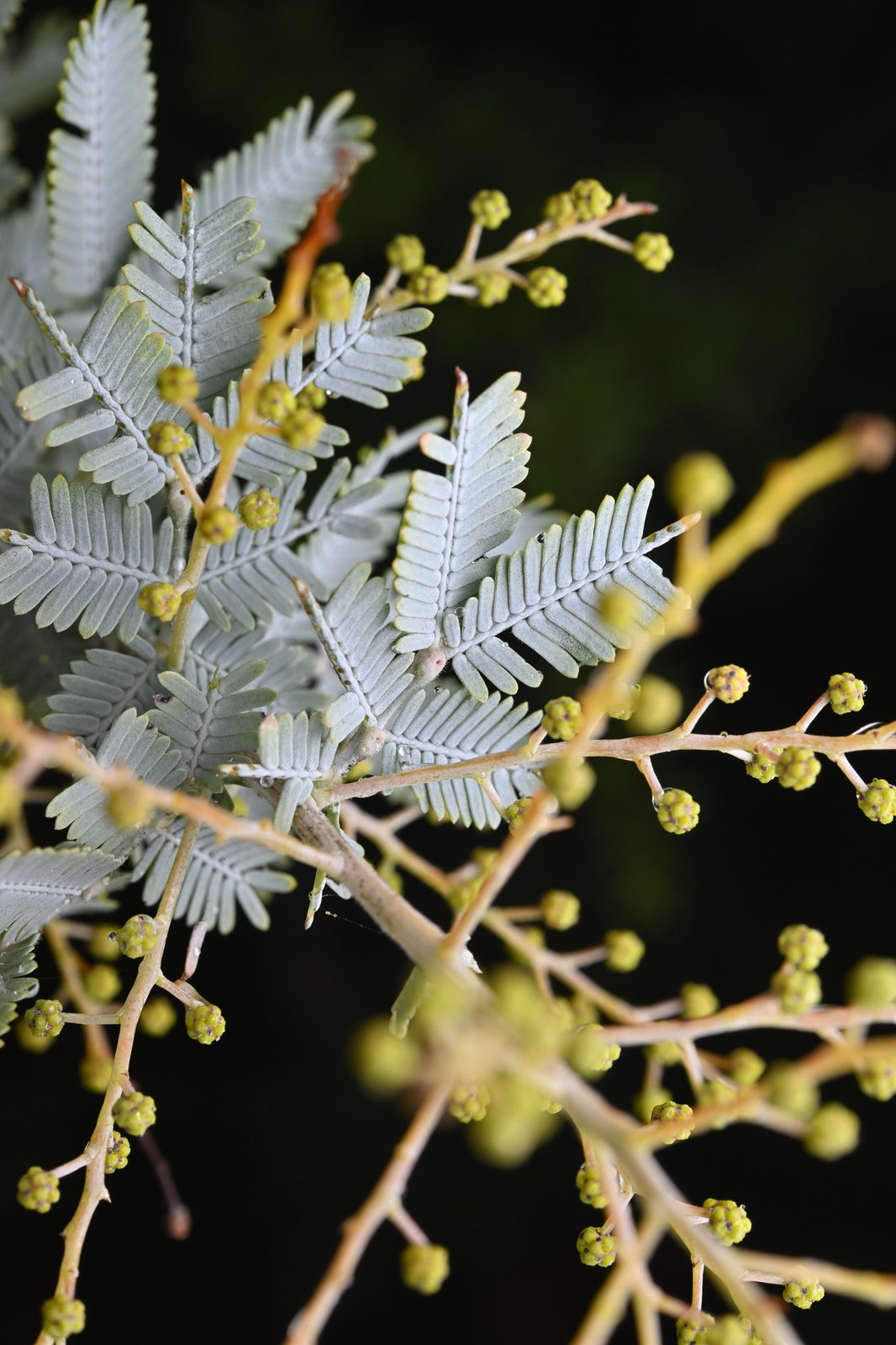Cootamundra wattle