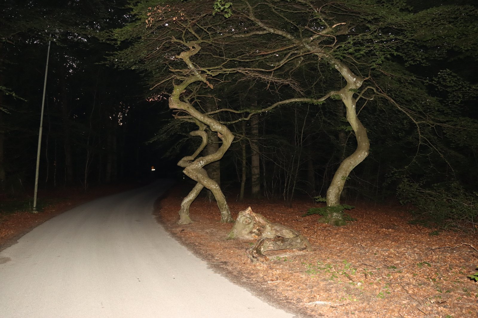 Copper beech