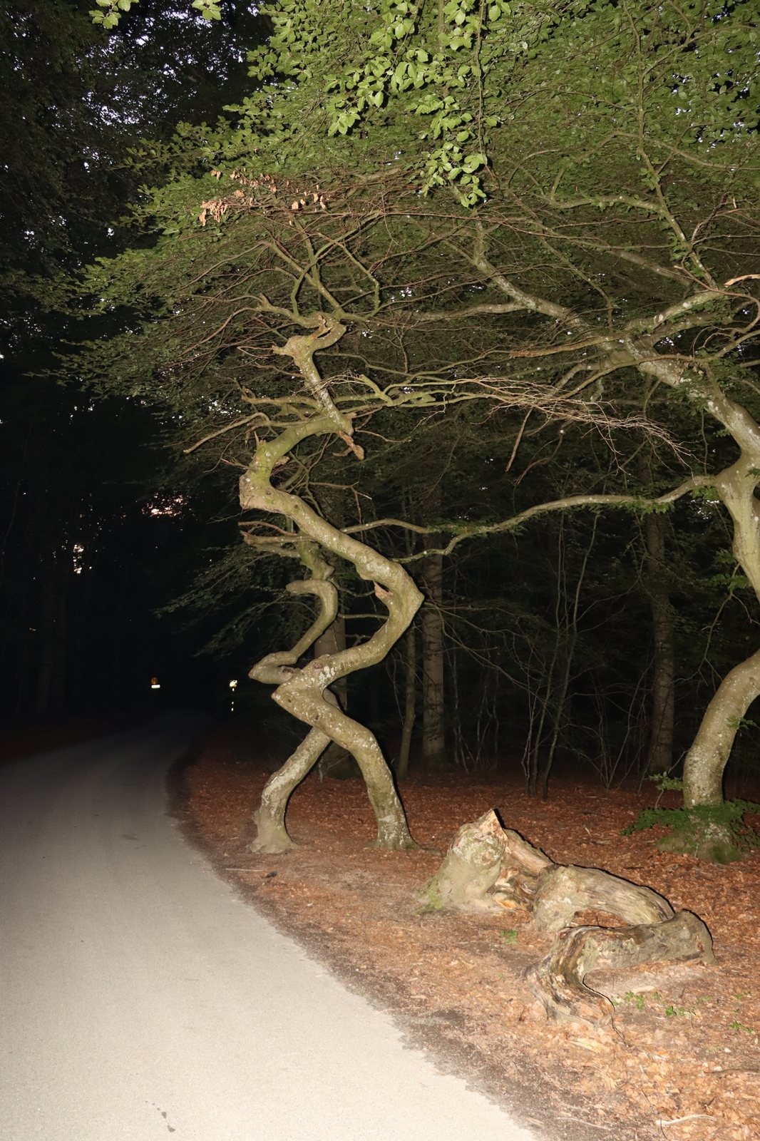 Copper beech