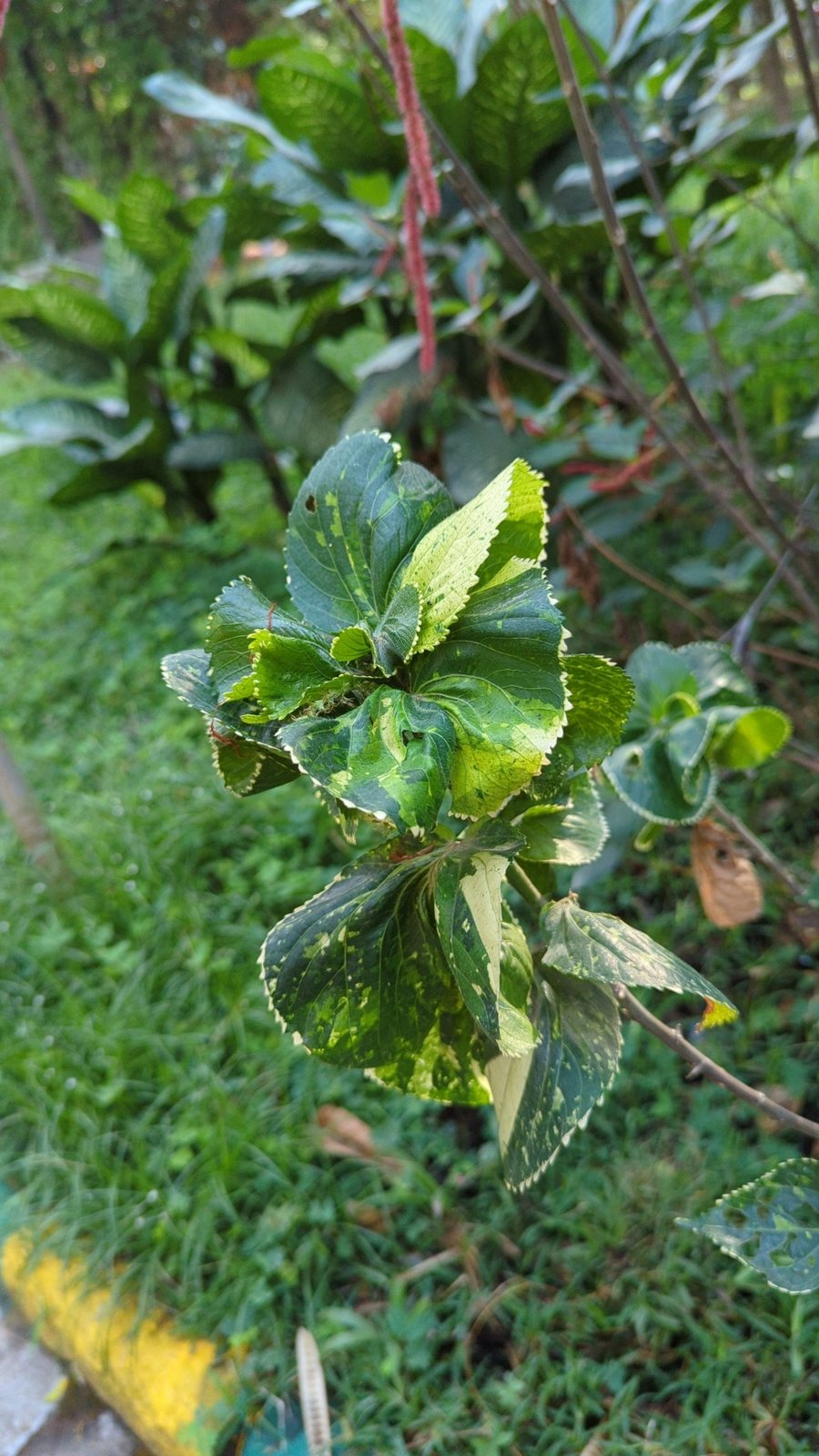 Copperleaf