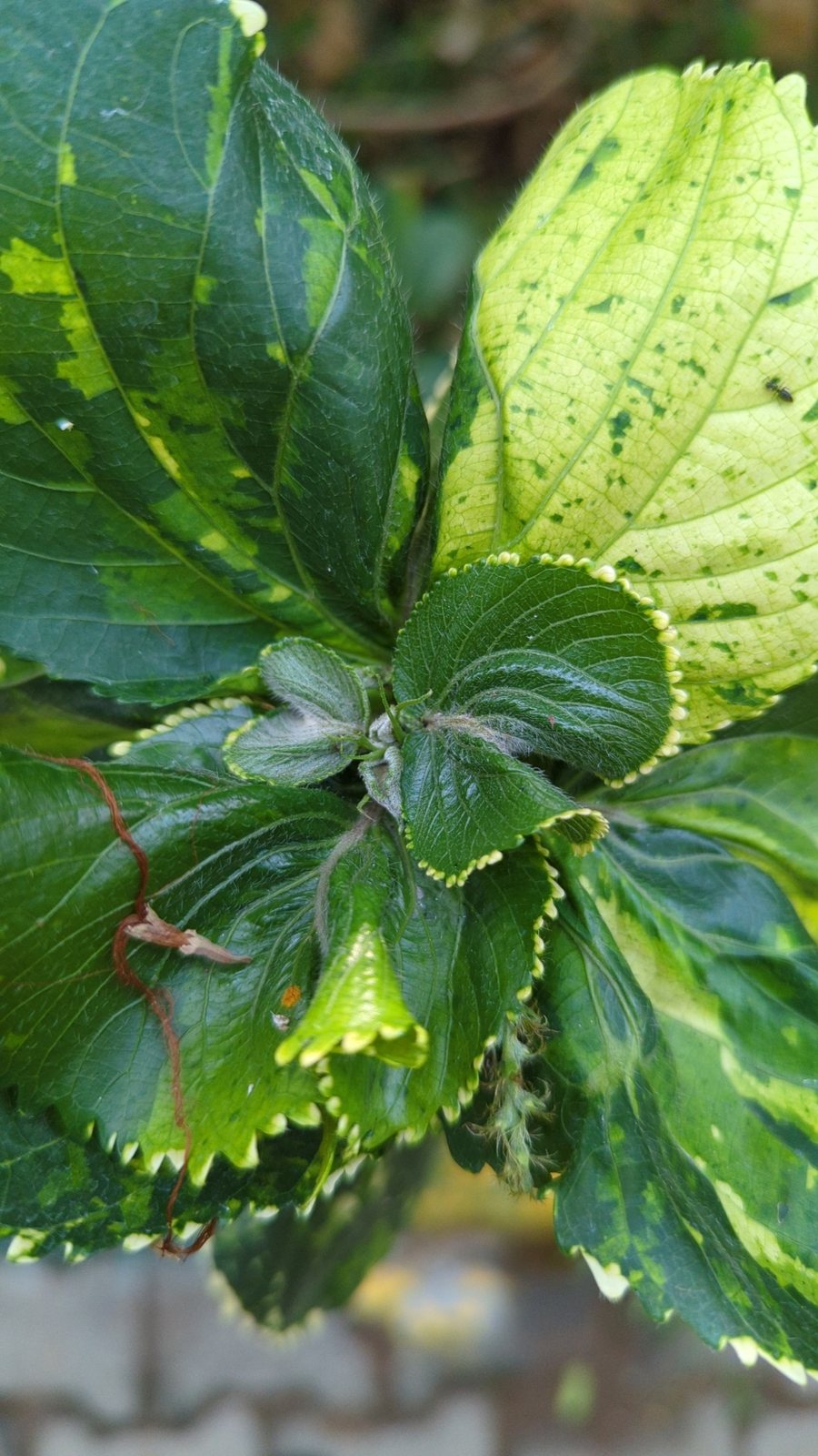 Copperleaf