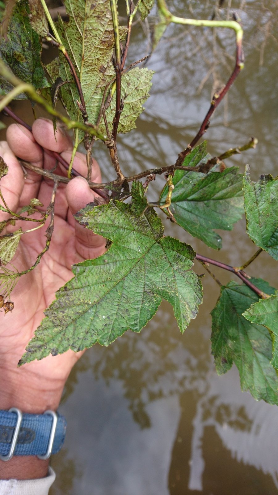 Coppertina ninebark