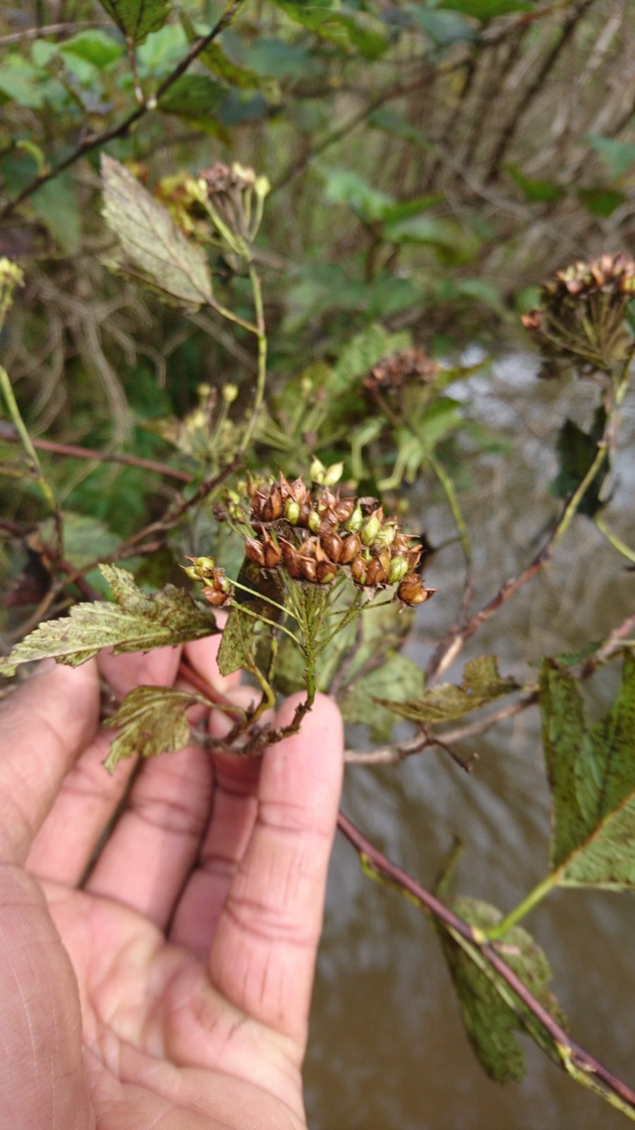 Coppertina ninebark
