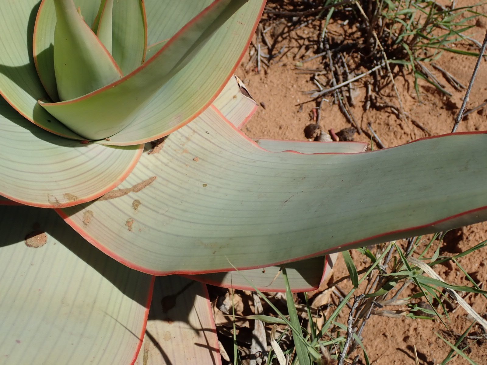 Coral aloe