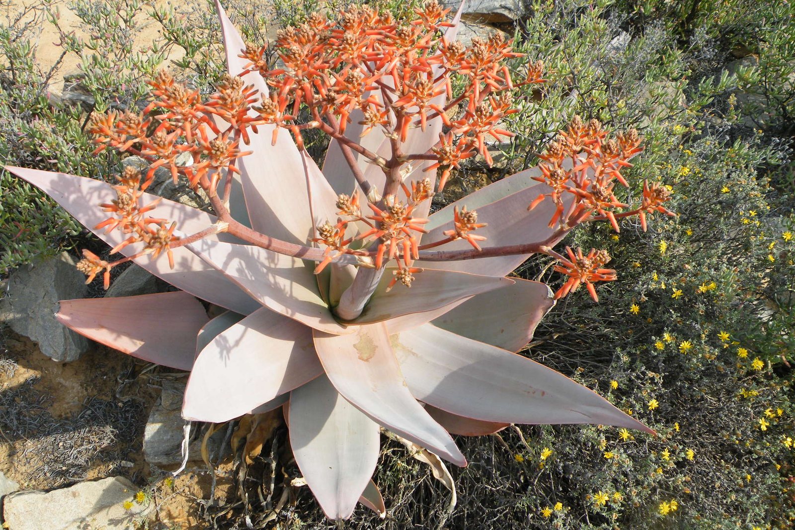 Coral aloe