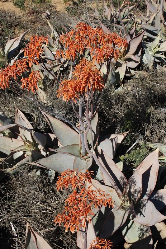 Coral aloe