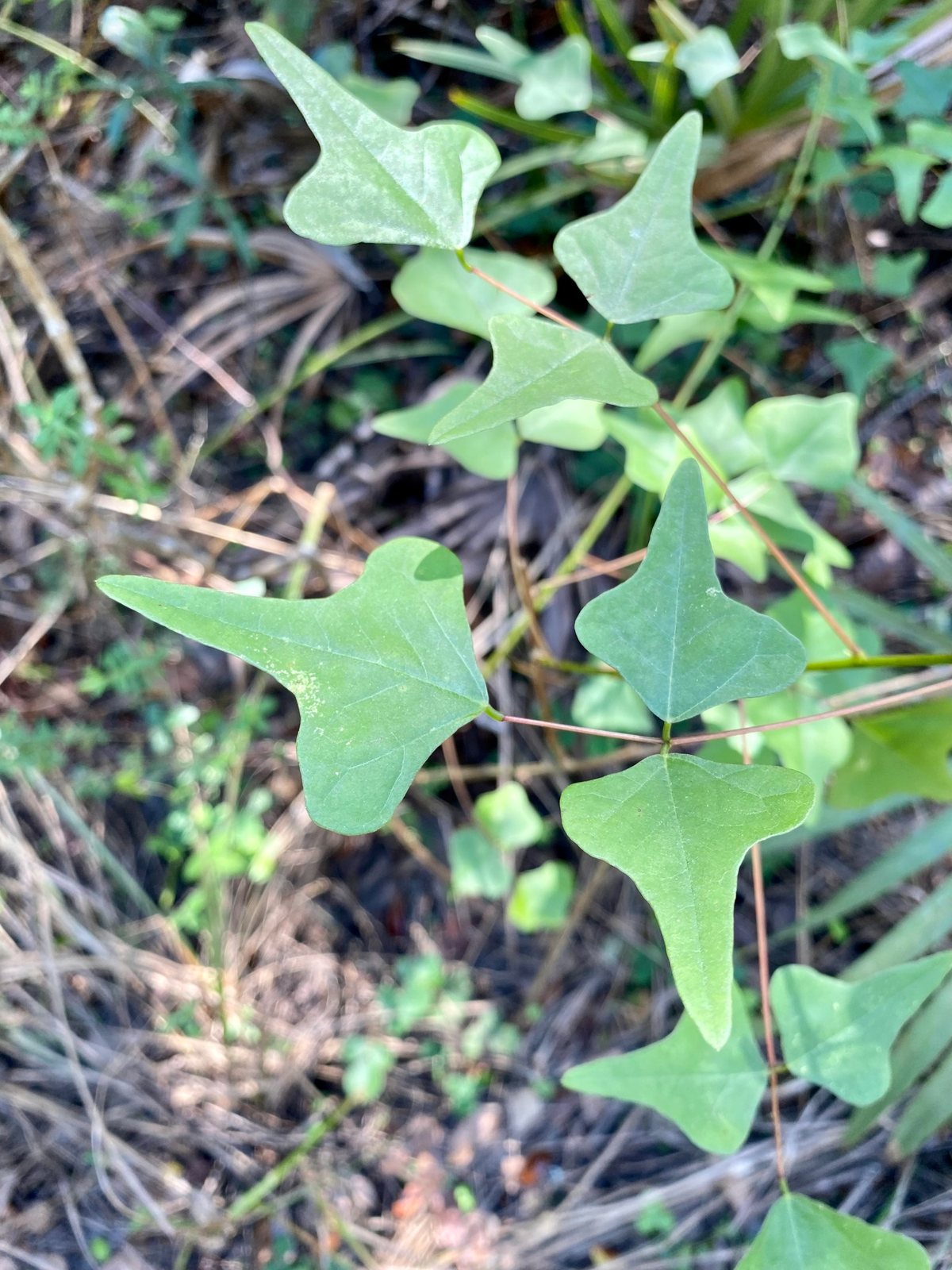 Coral bean