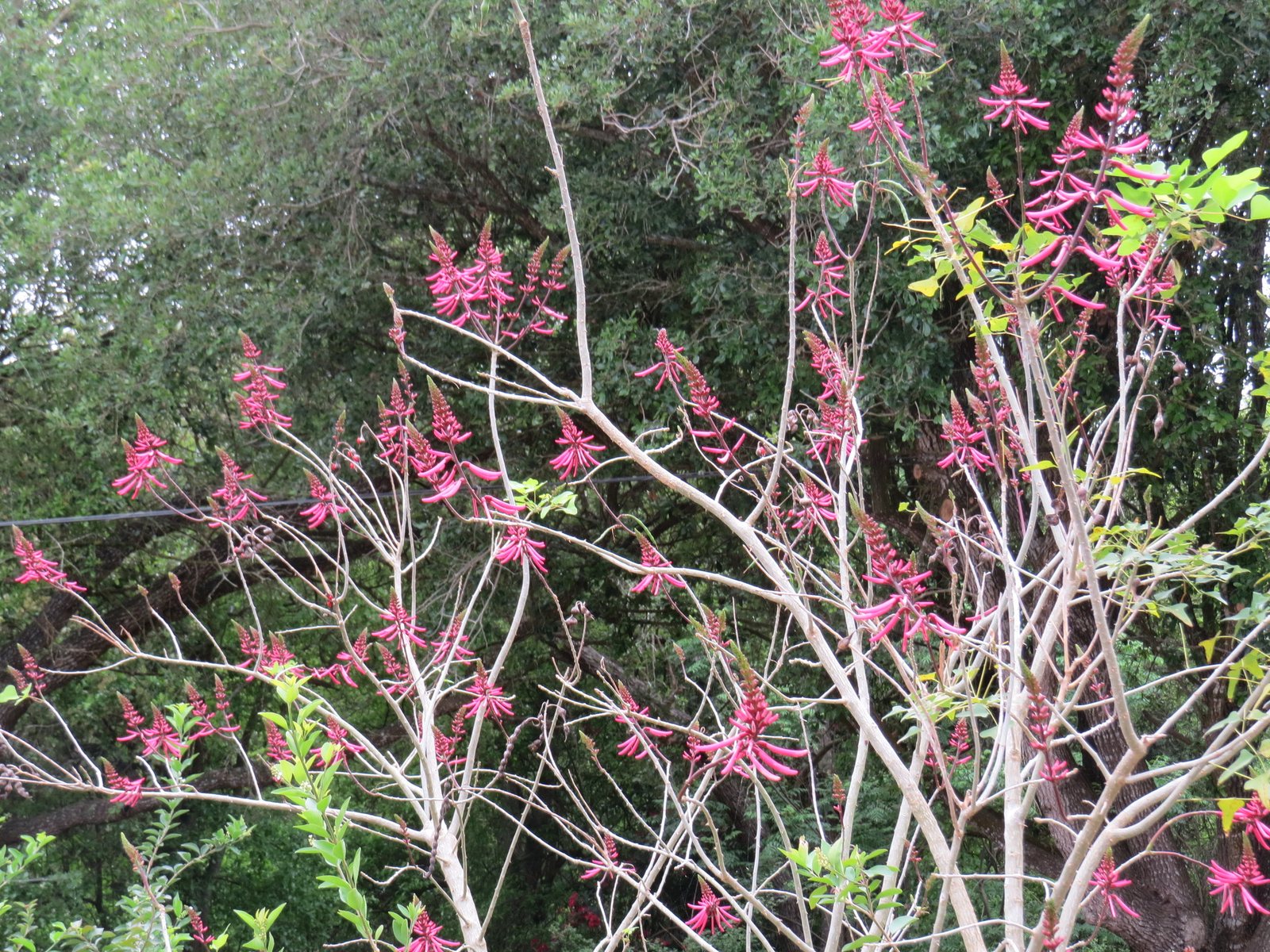 Coral bean