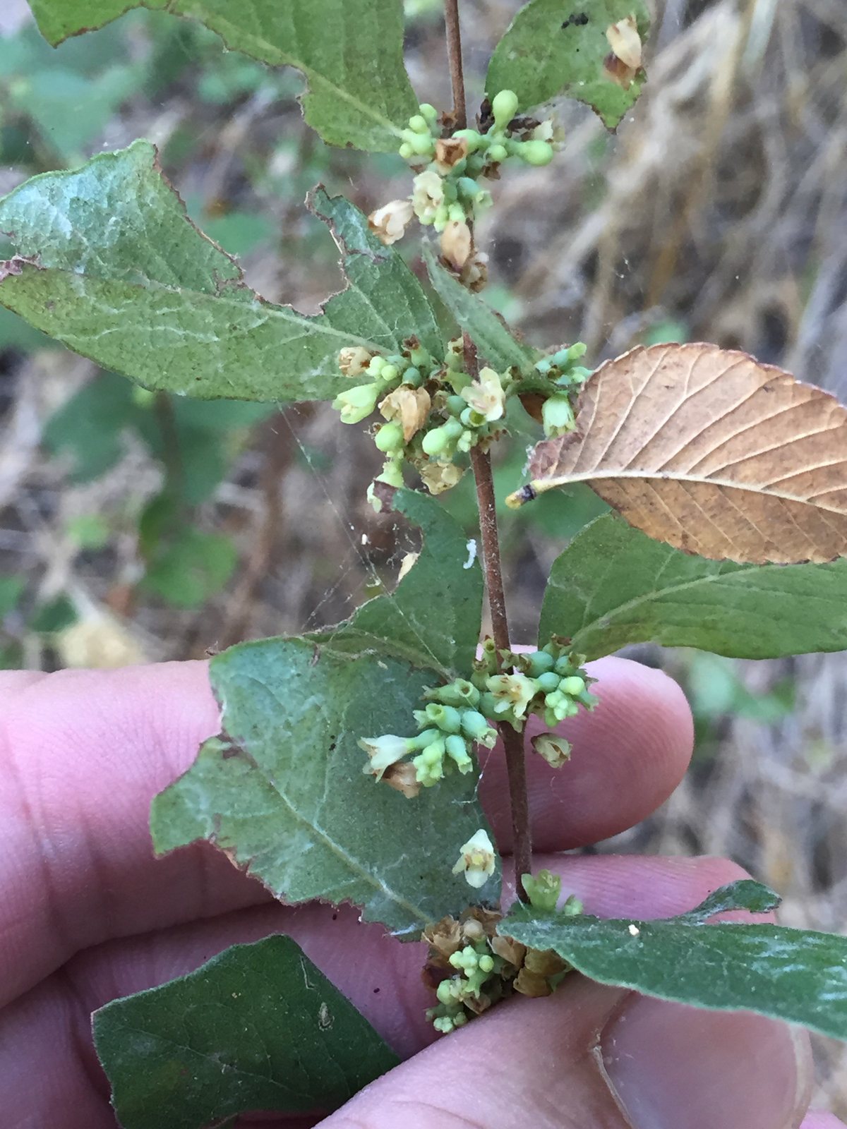 Coralberry