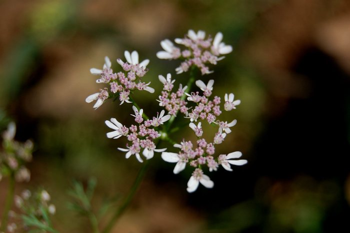 Coriander