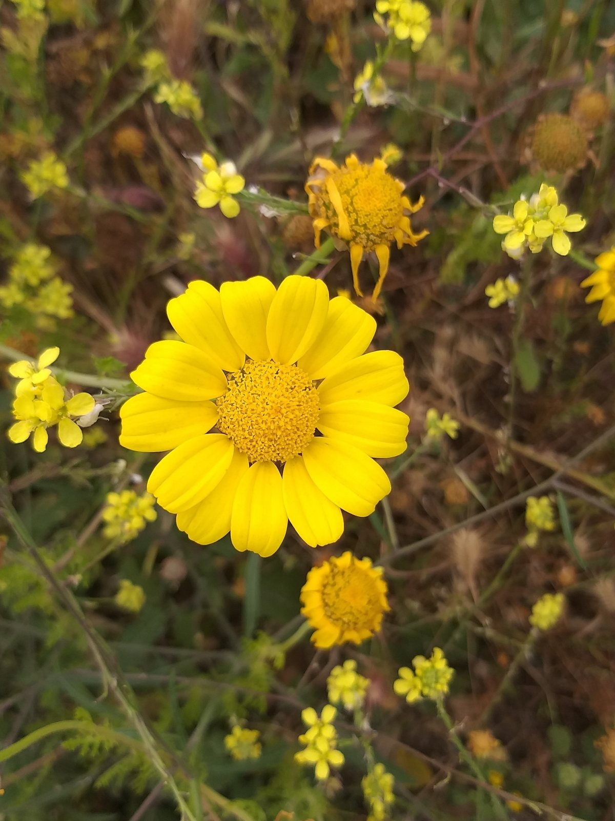 Corn marigold