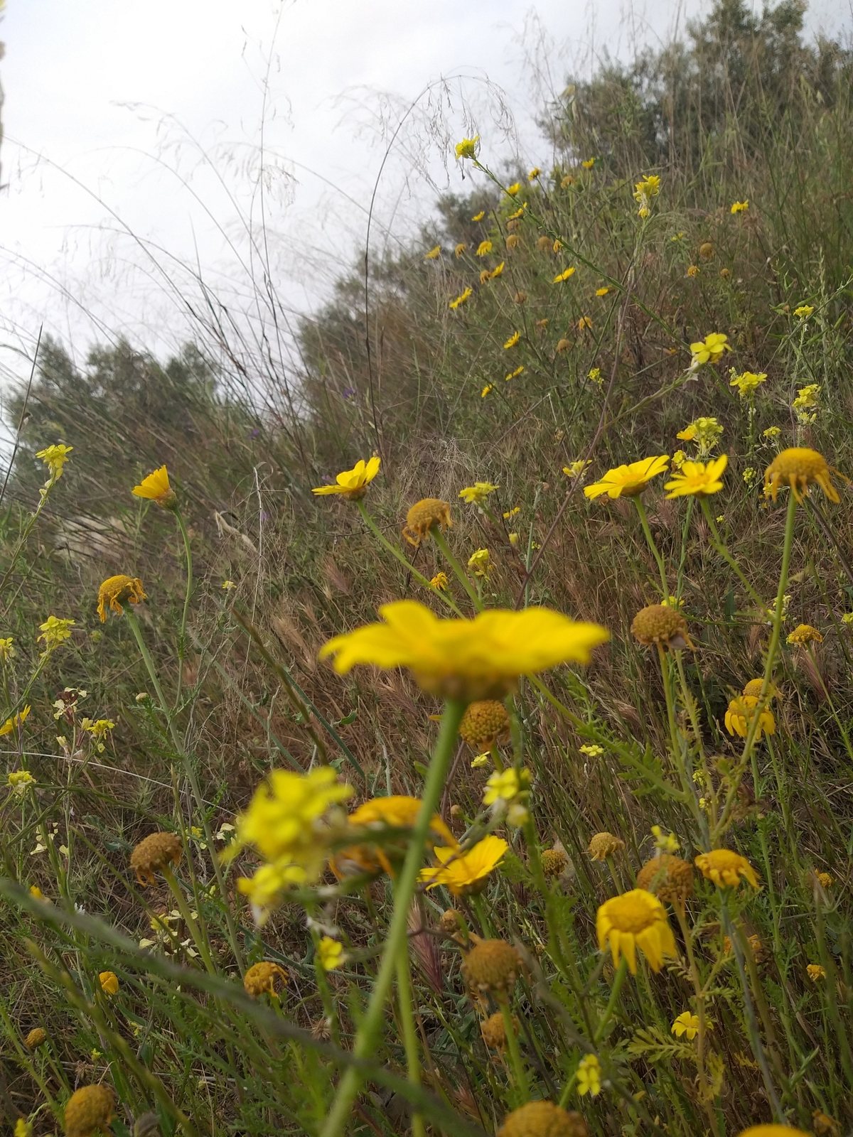 Corn marigold