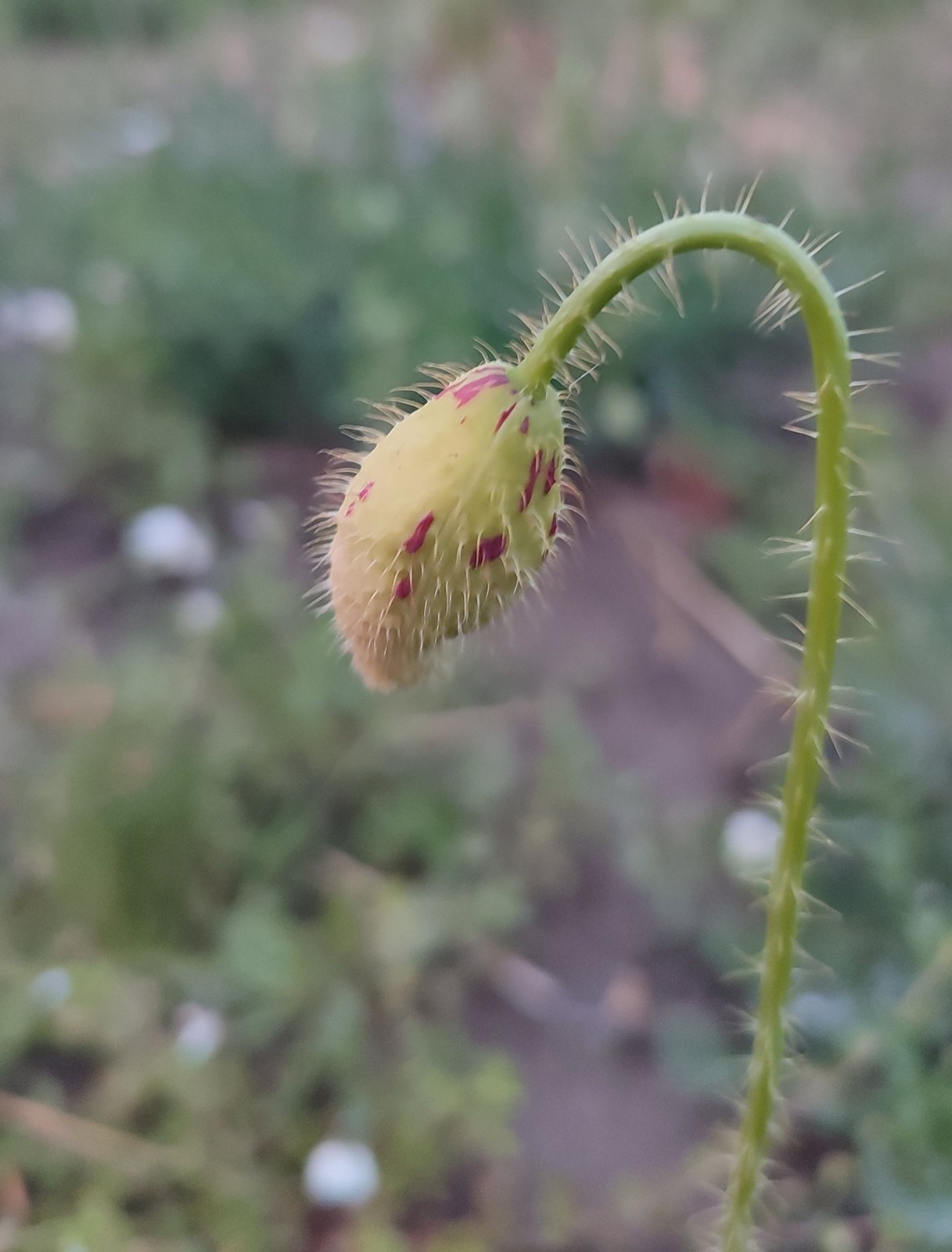 Corn poppy