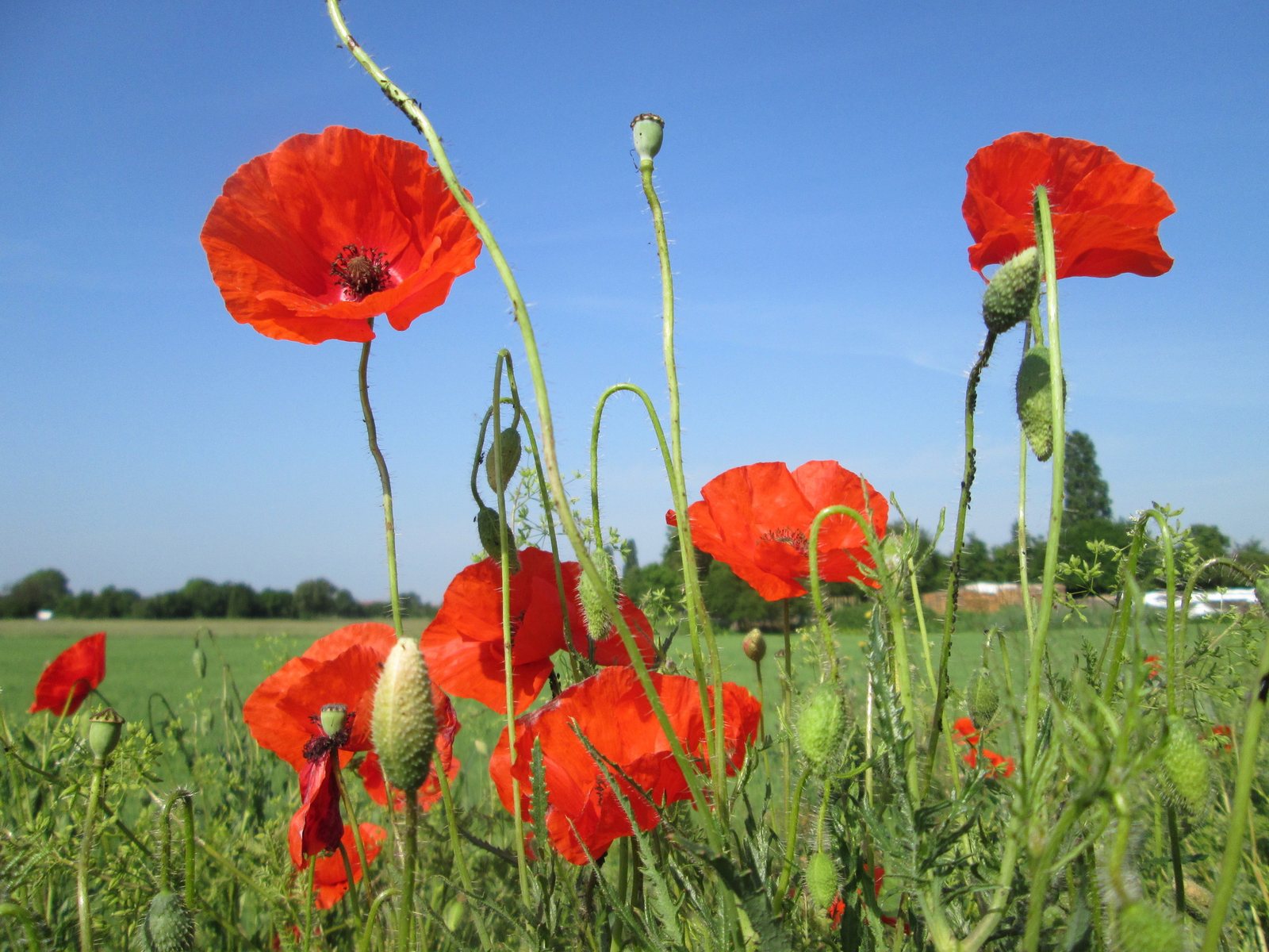 Corn poppy
