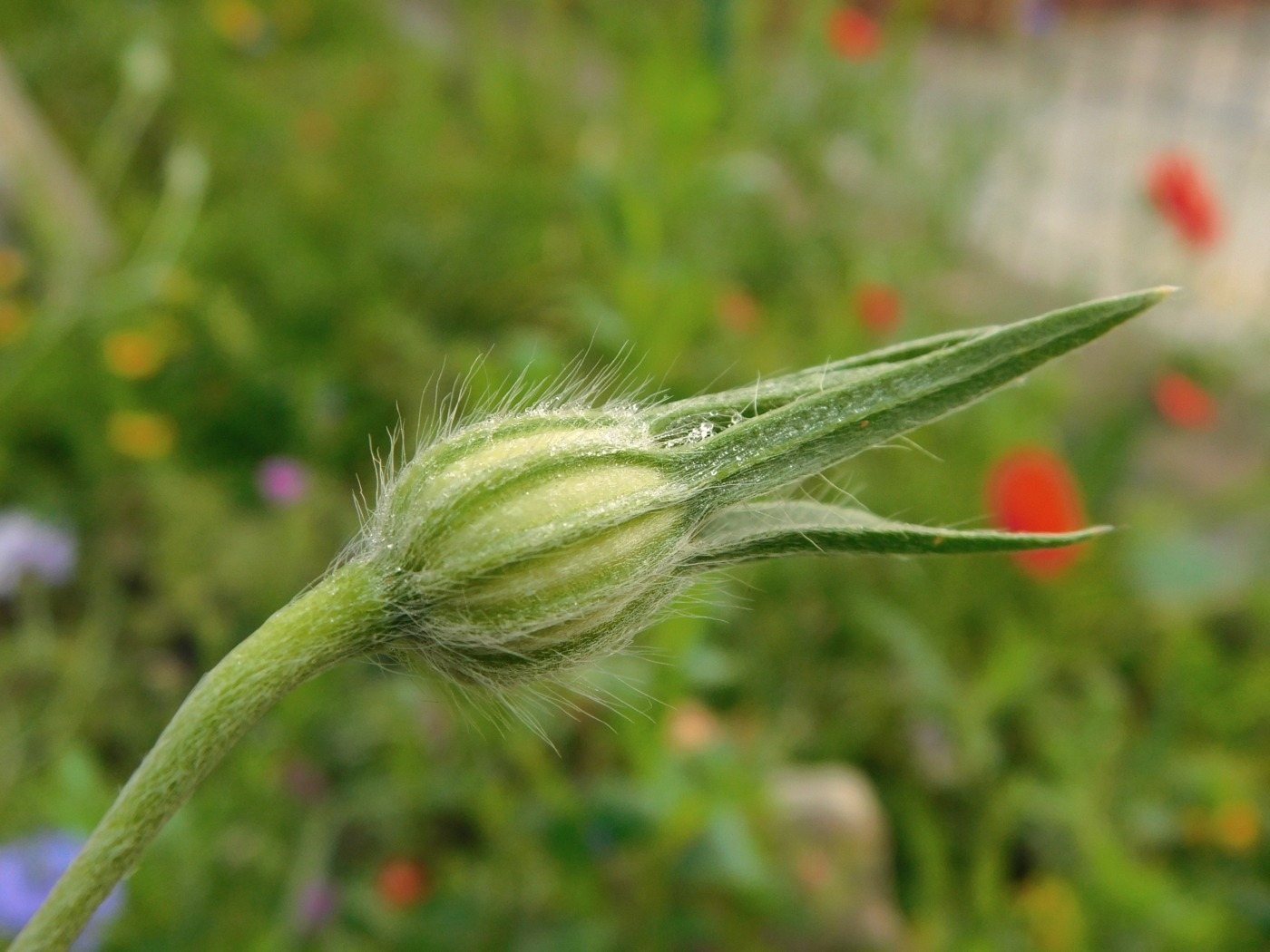 Corncockle