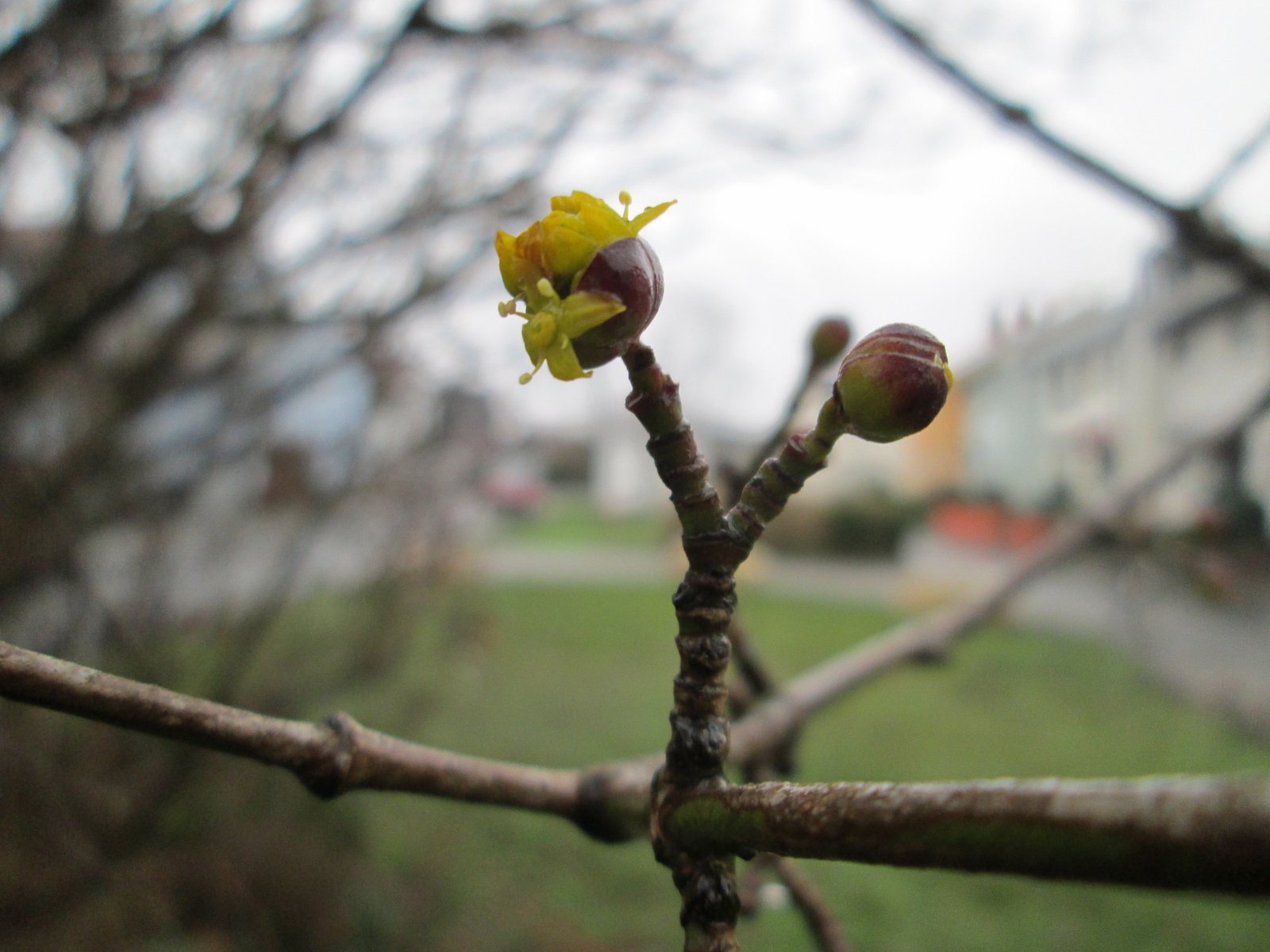 Cornelian cherry