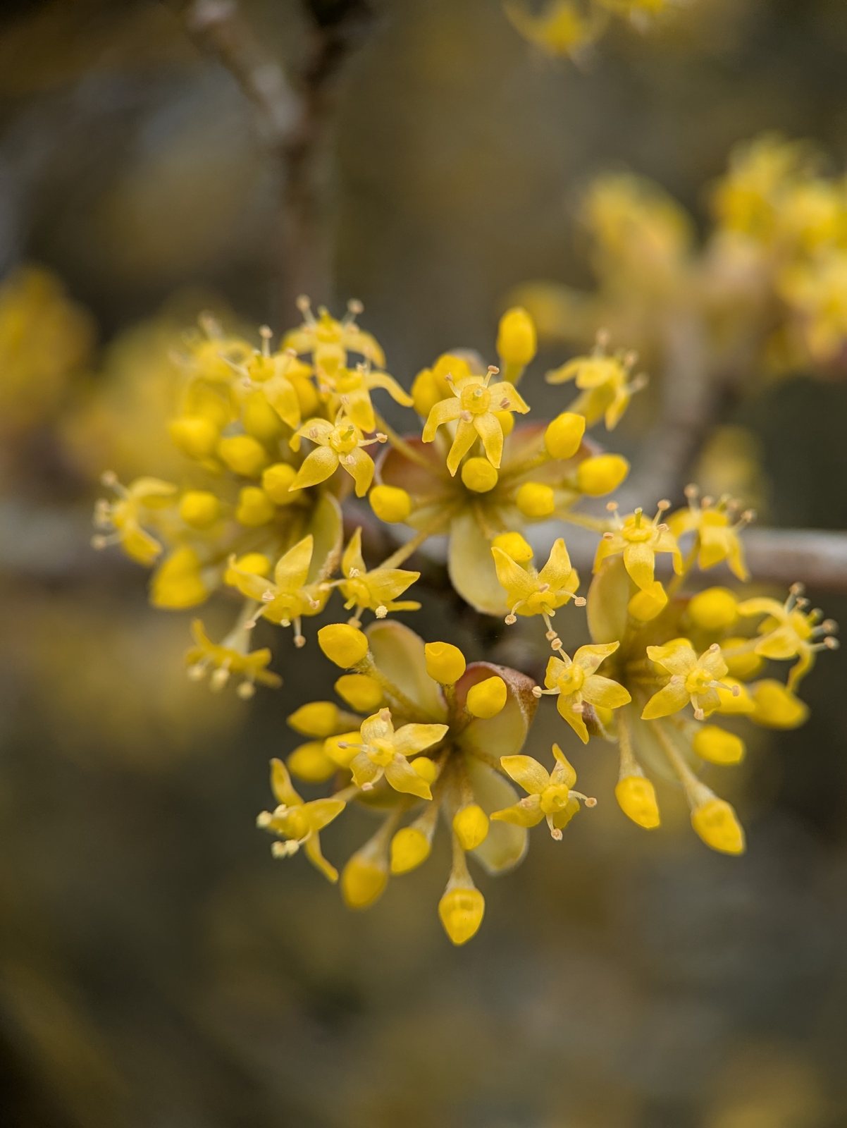 Cornelian cherry
