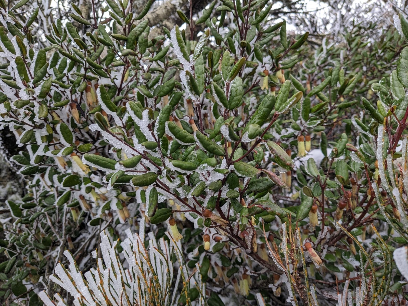 Correa Dusky Bells