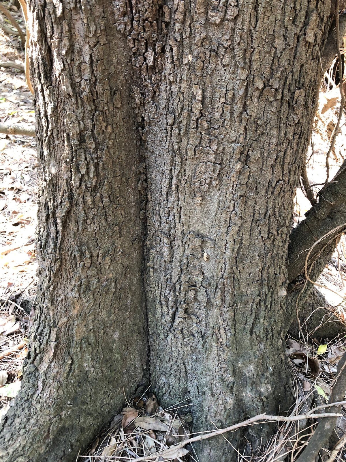 Cousin It she-oak