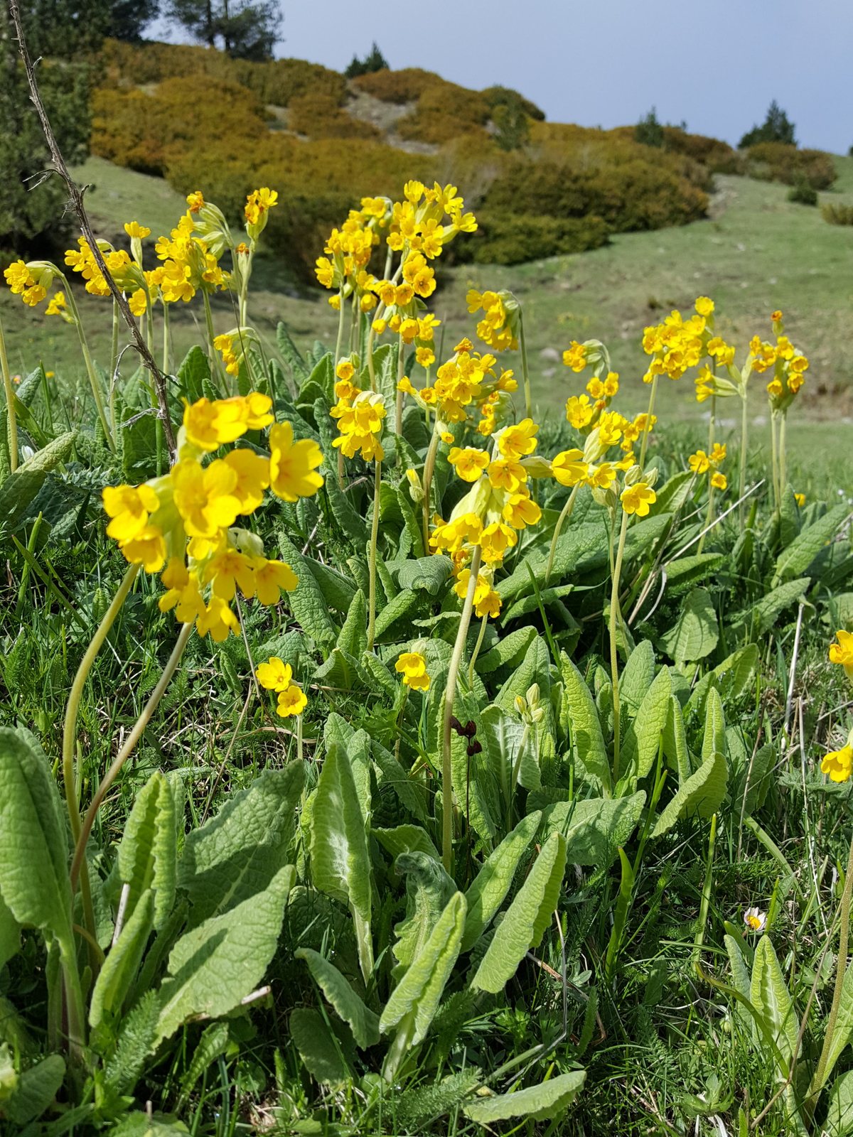 Cowslip