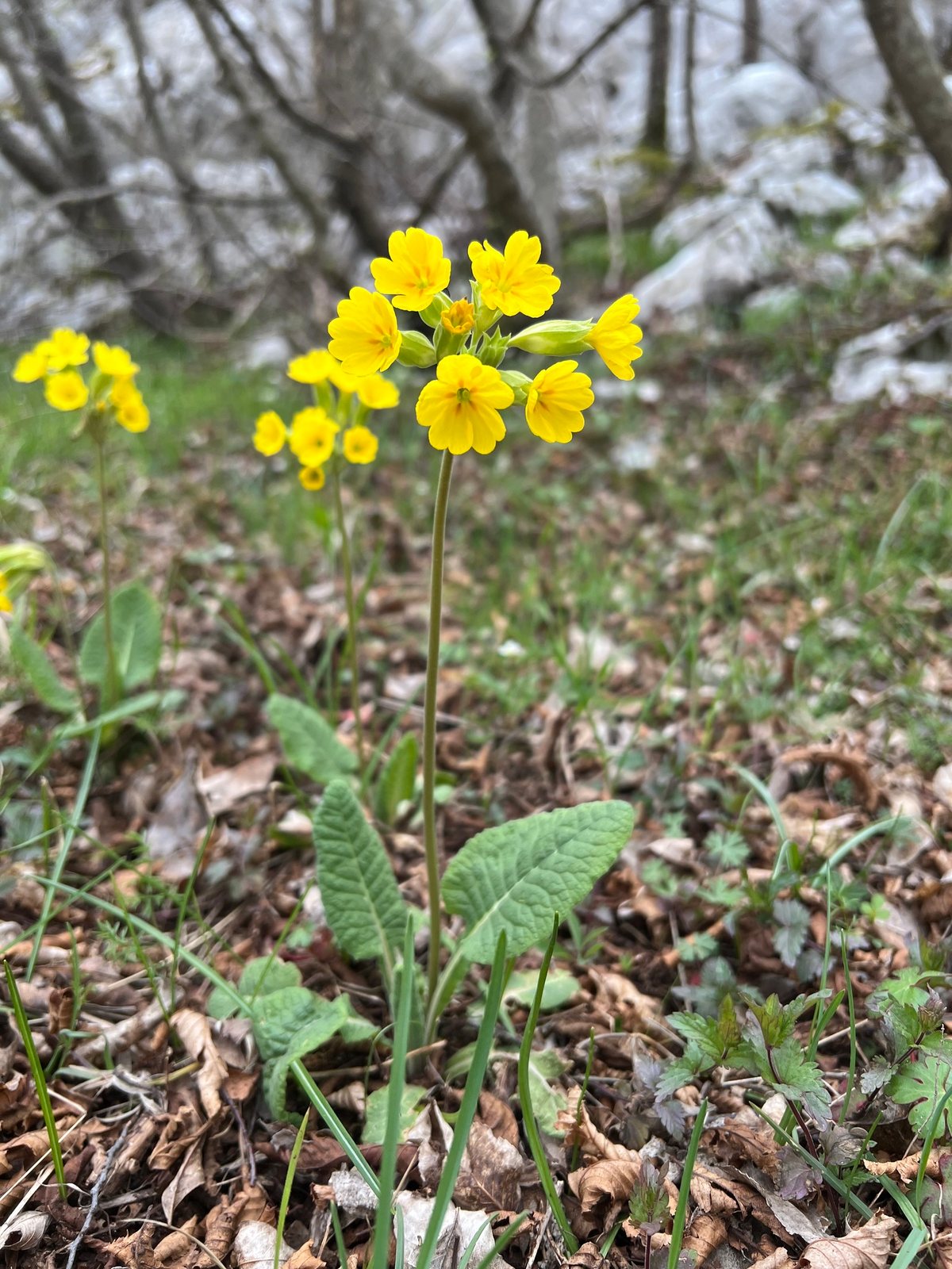 Cowslip
