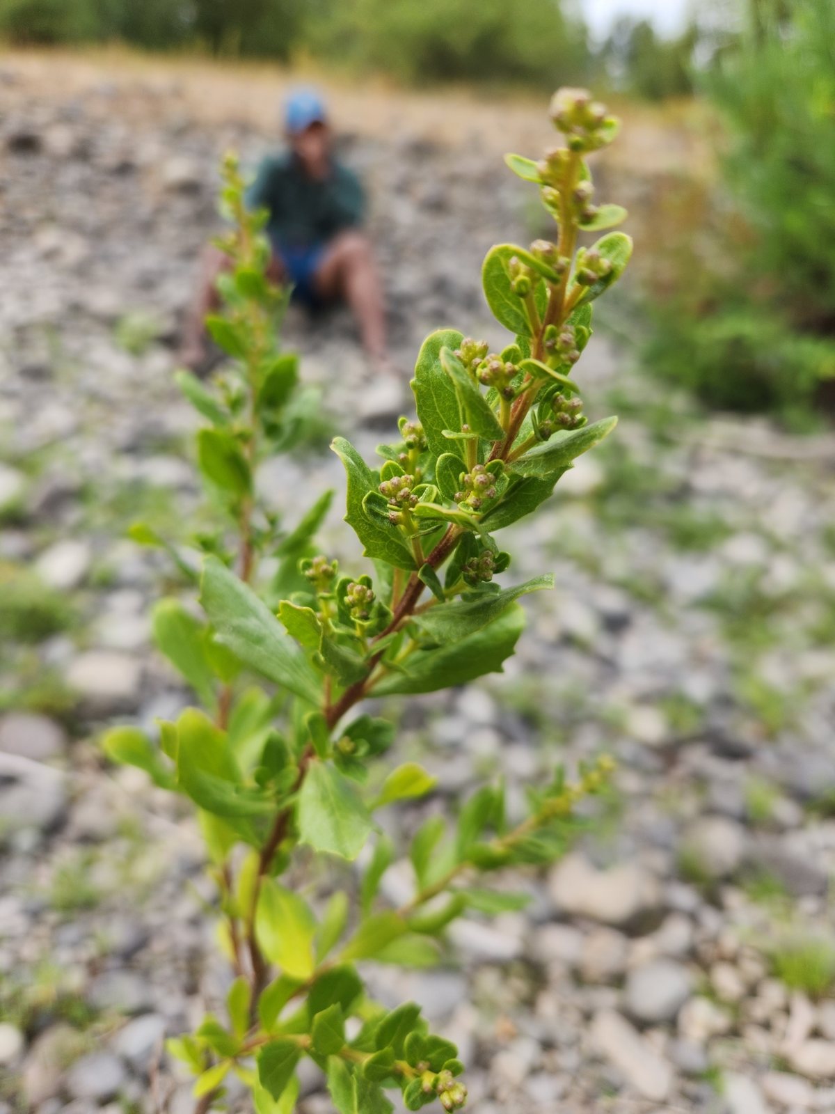 Coyote brush