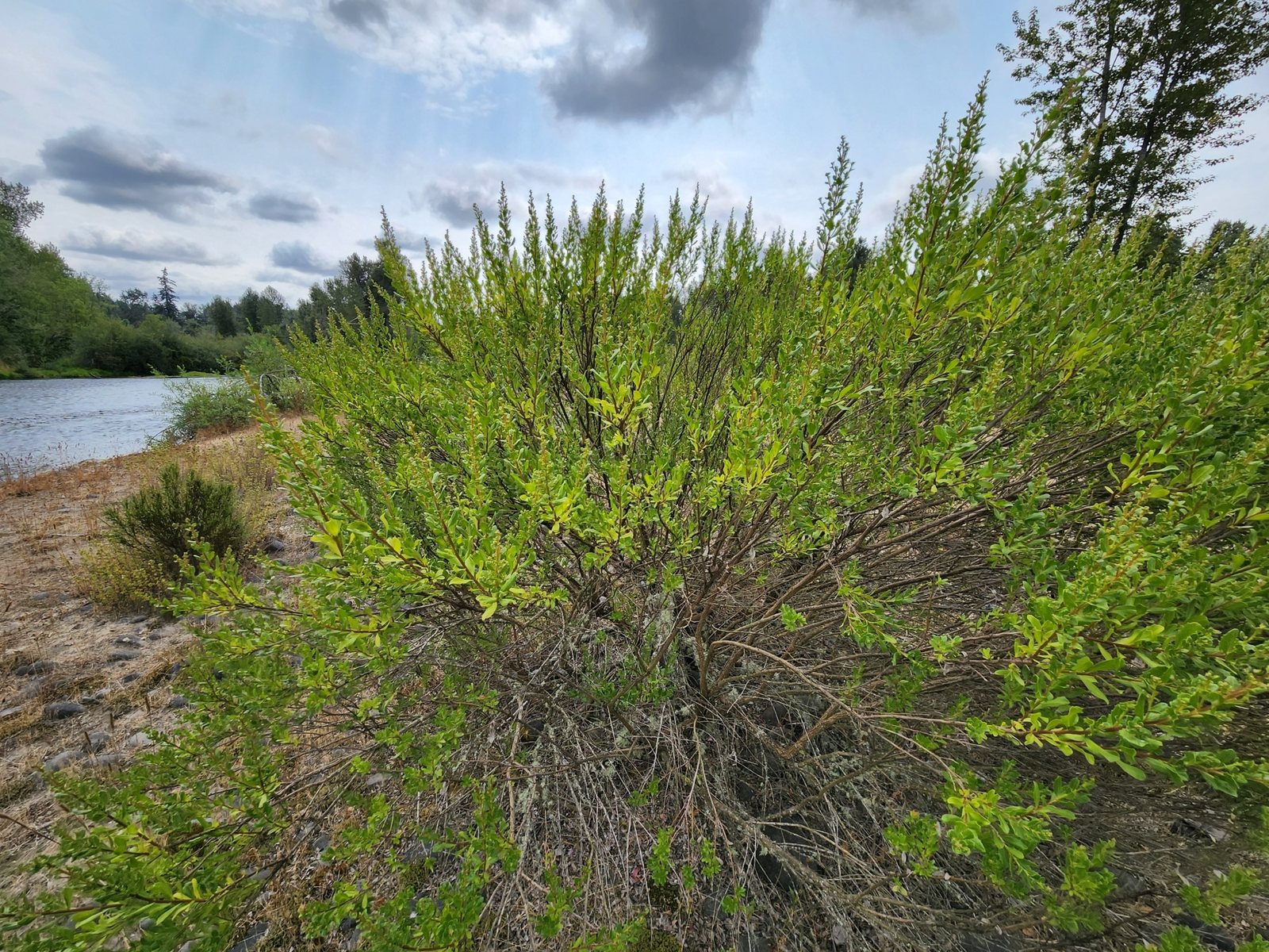 Coyote brush
