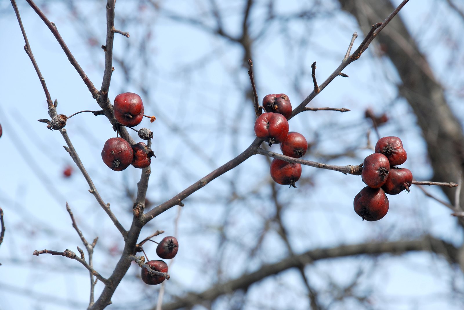 Crab apple 'John Downie'