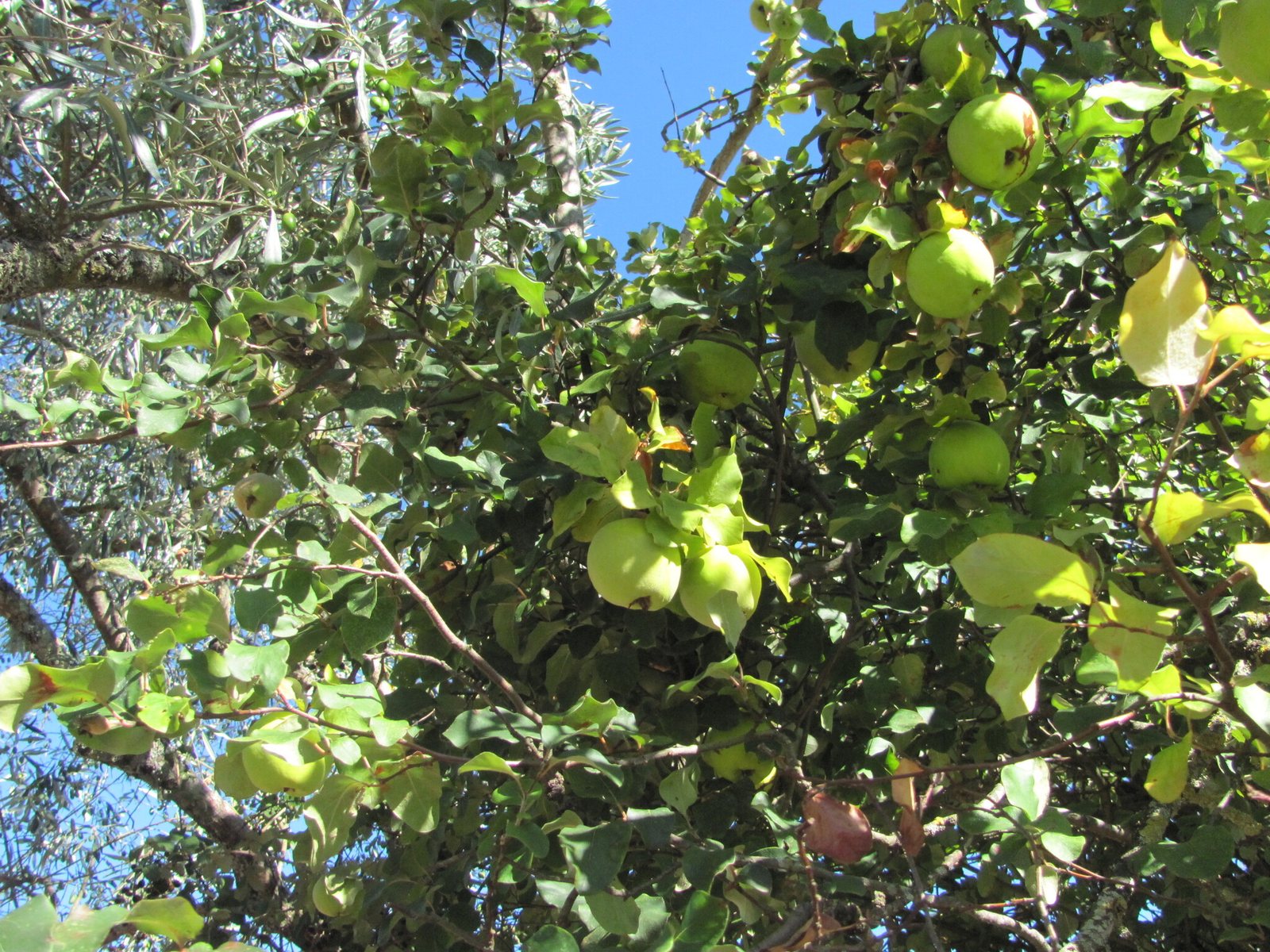 Crab apple