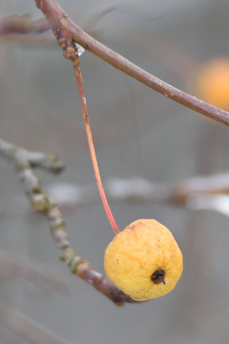 Crab apple 'Red Sentinel'