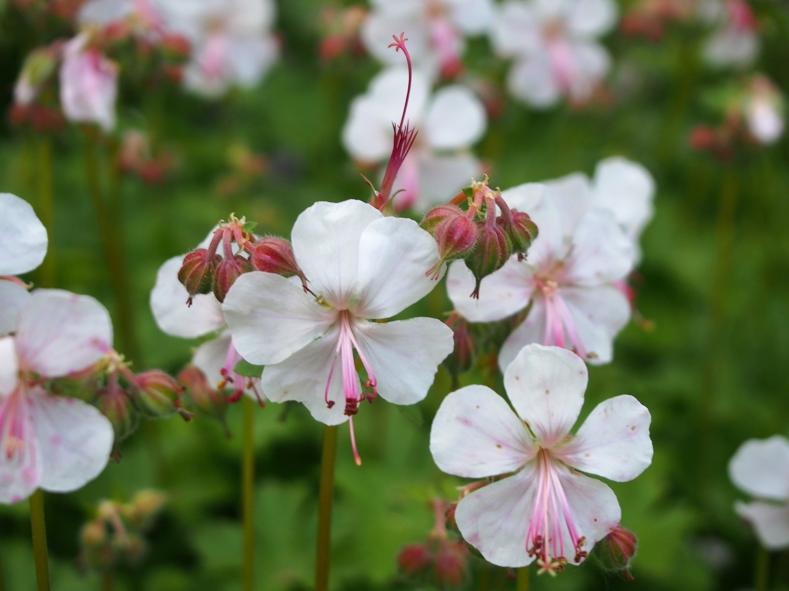 Cranesbill 'Biokovo'