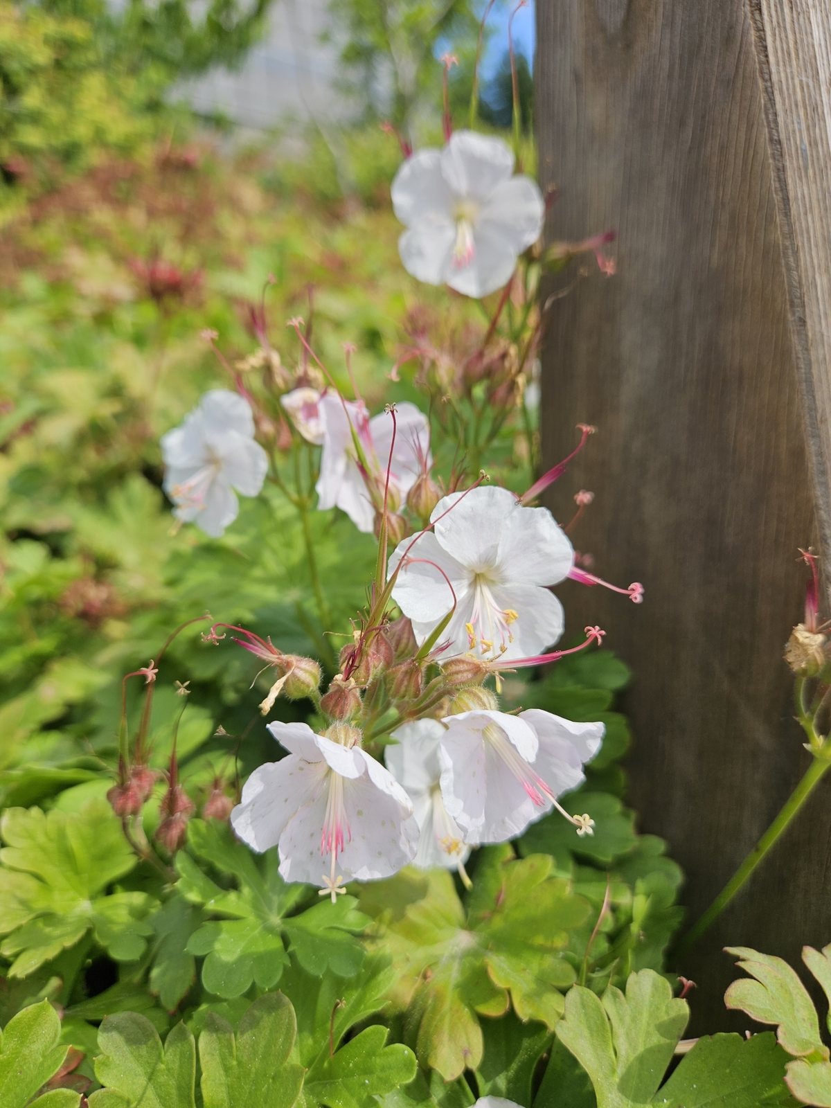 Cranesbill 'Biokovo'