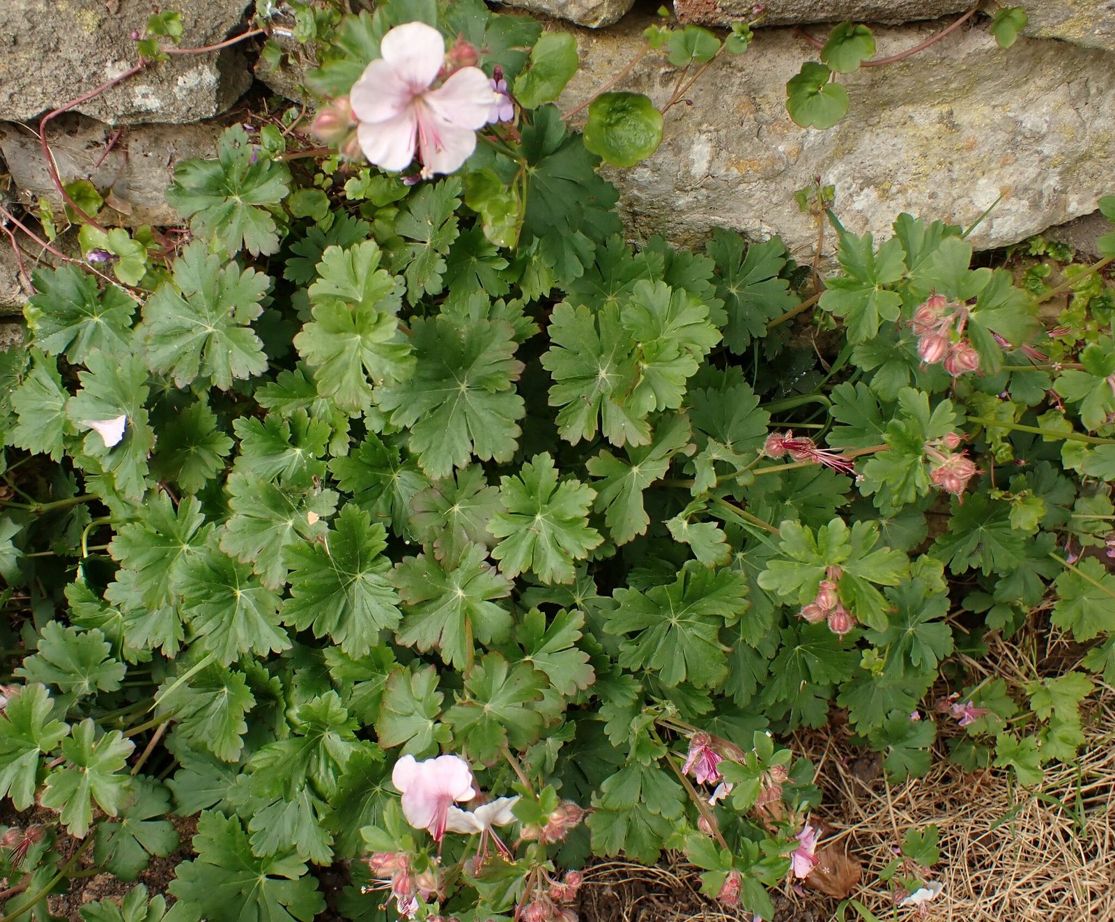 Cranesbill 'Biokovo'