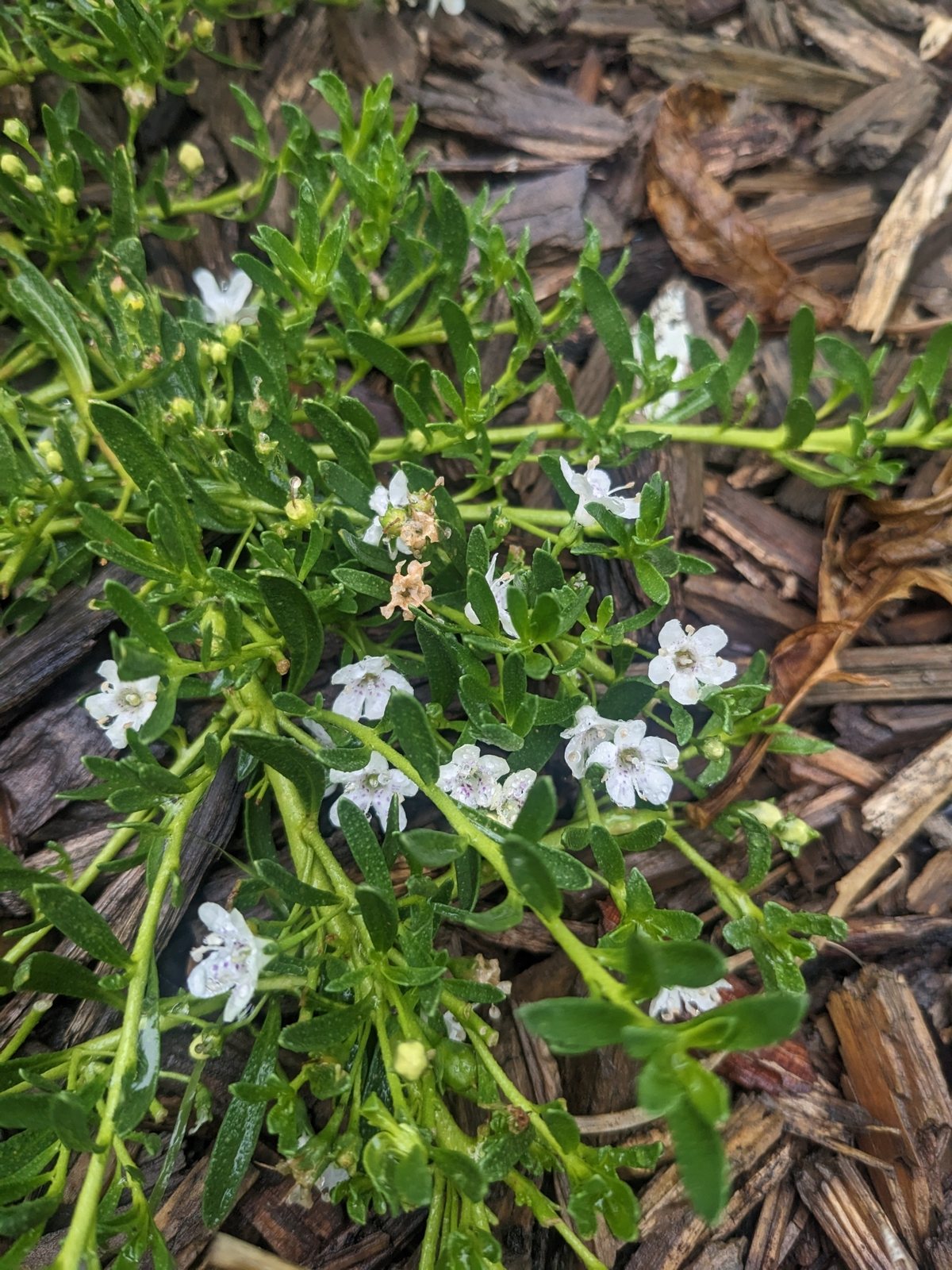Creeping boobialla