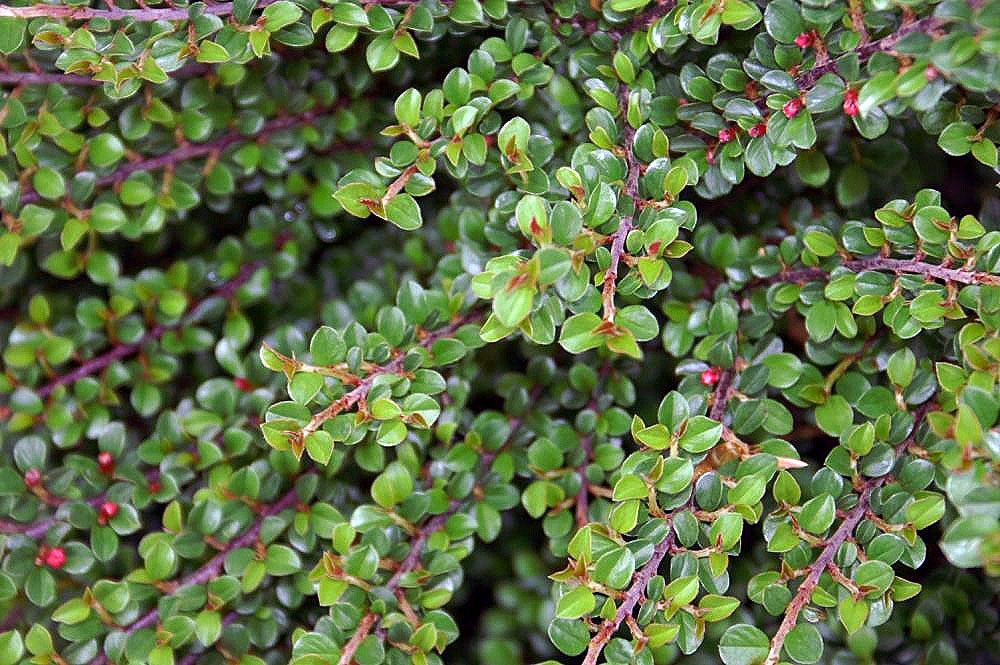 Creeping cotoneaster