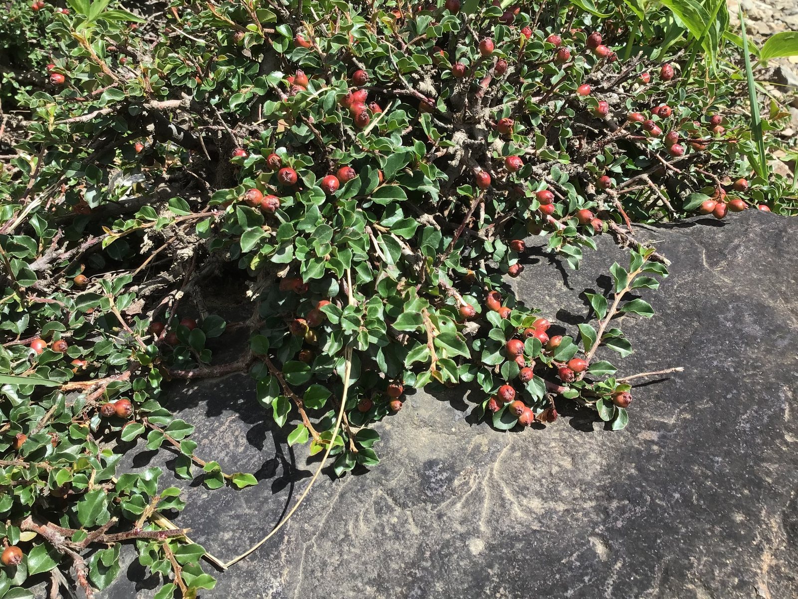 Creeping cotoneaster