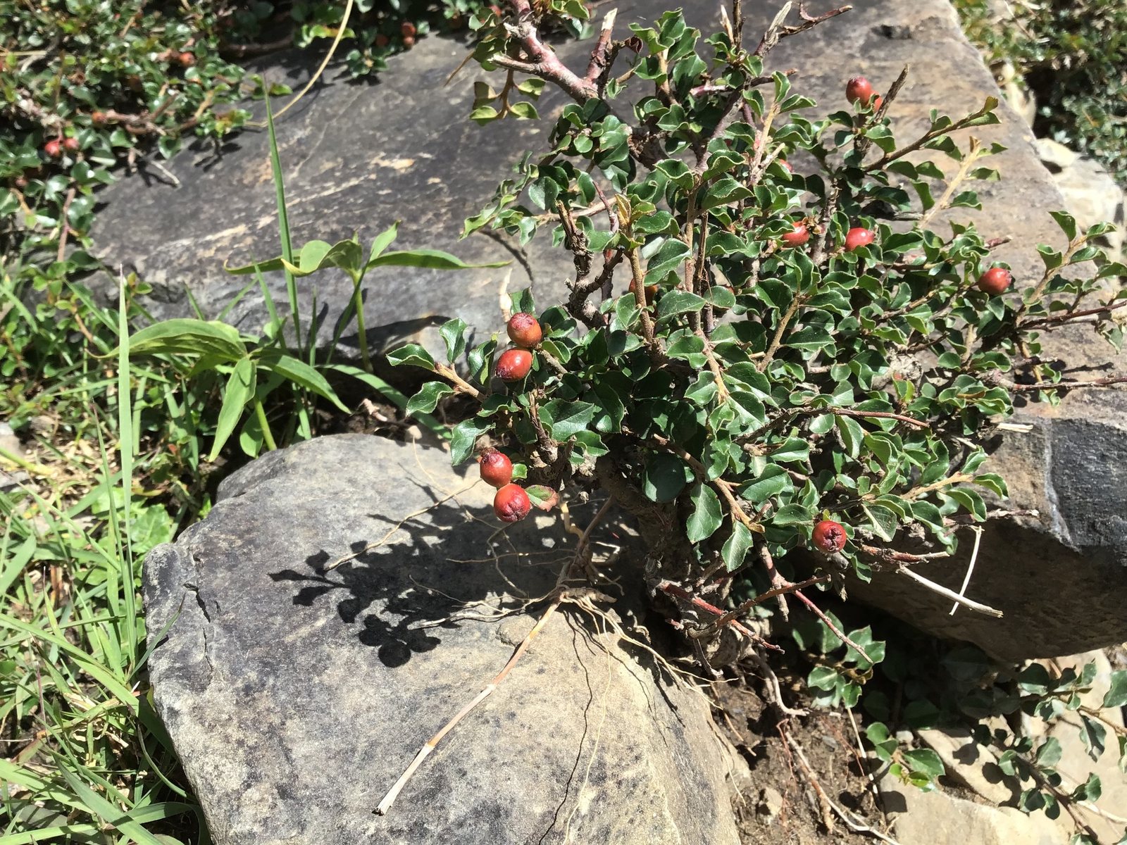 Creeping cotoneaster