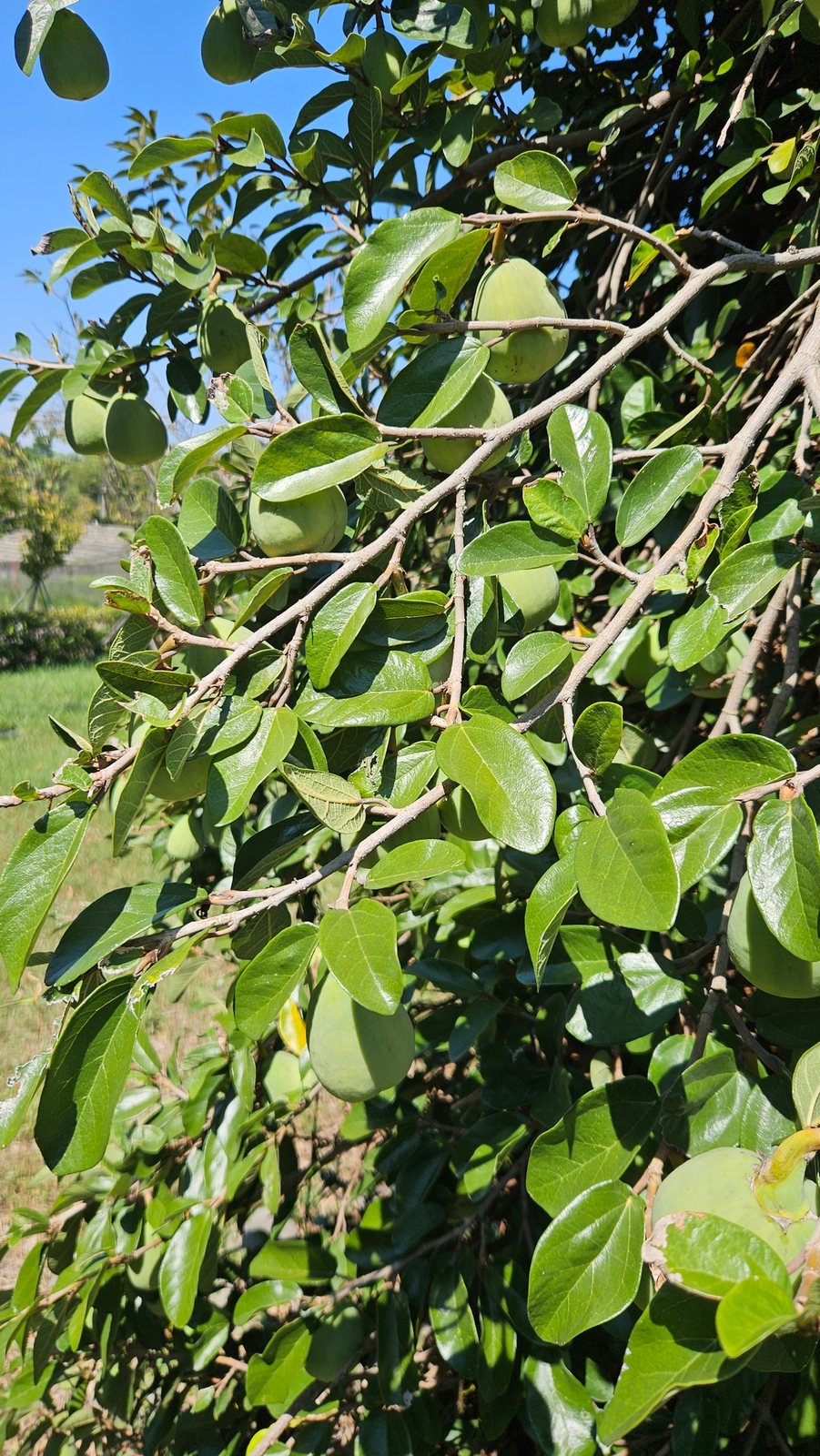 Creeping fig