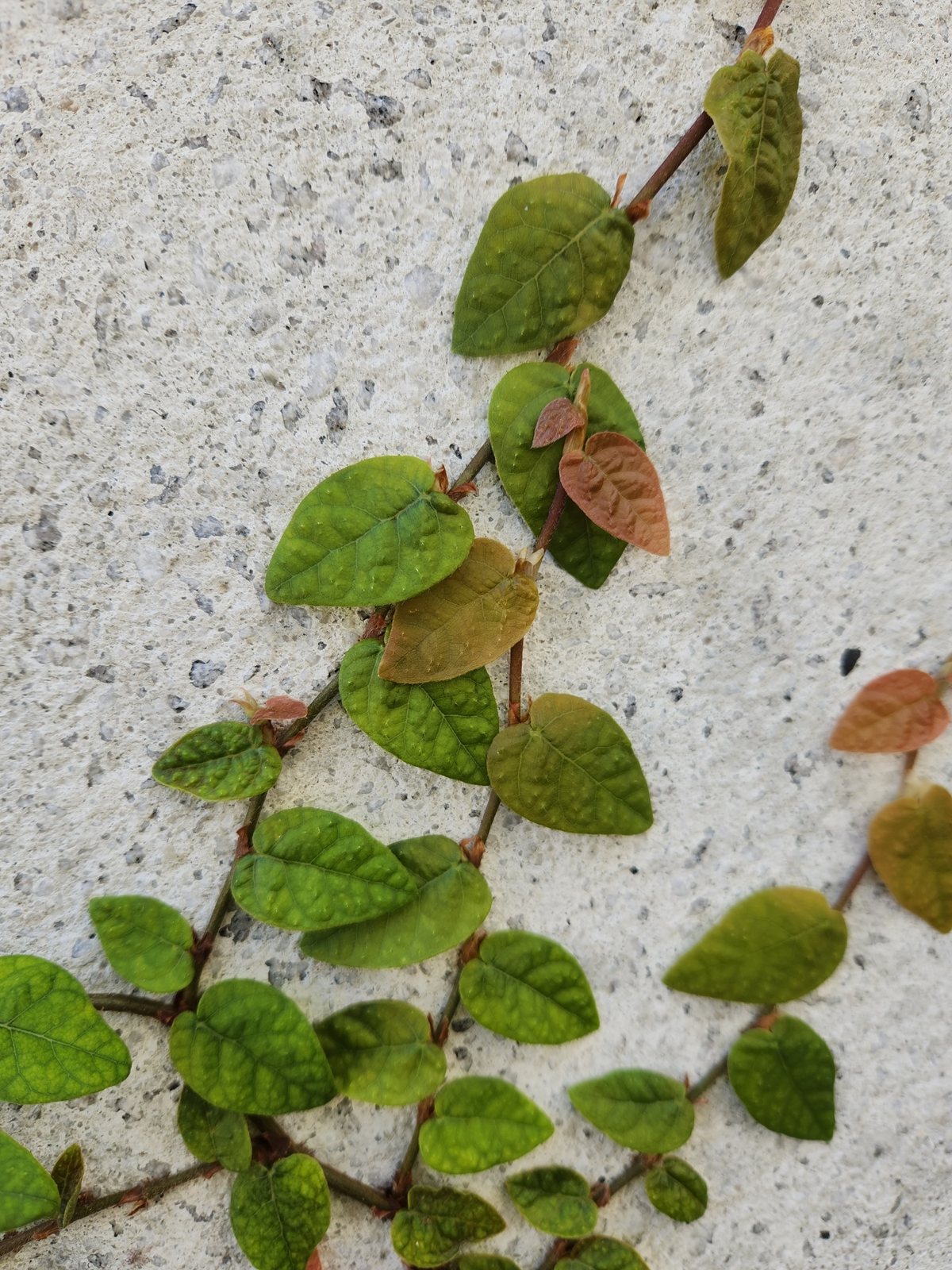 Creeping fig