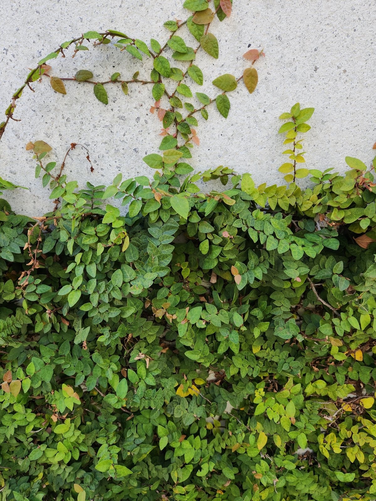 Creeping fig