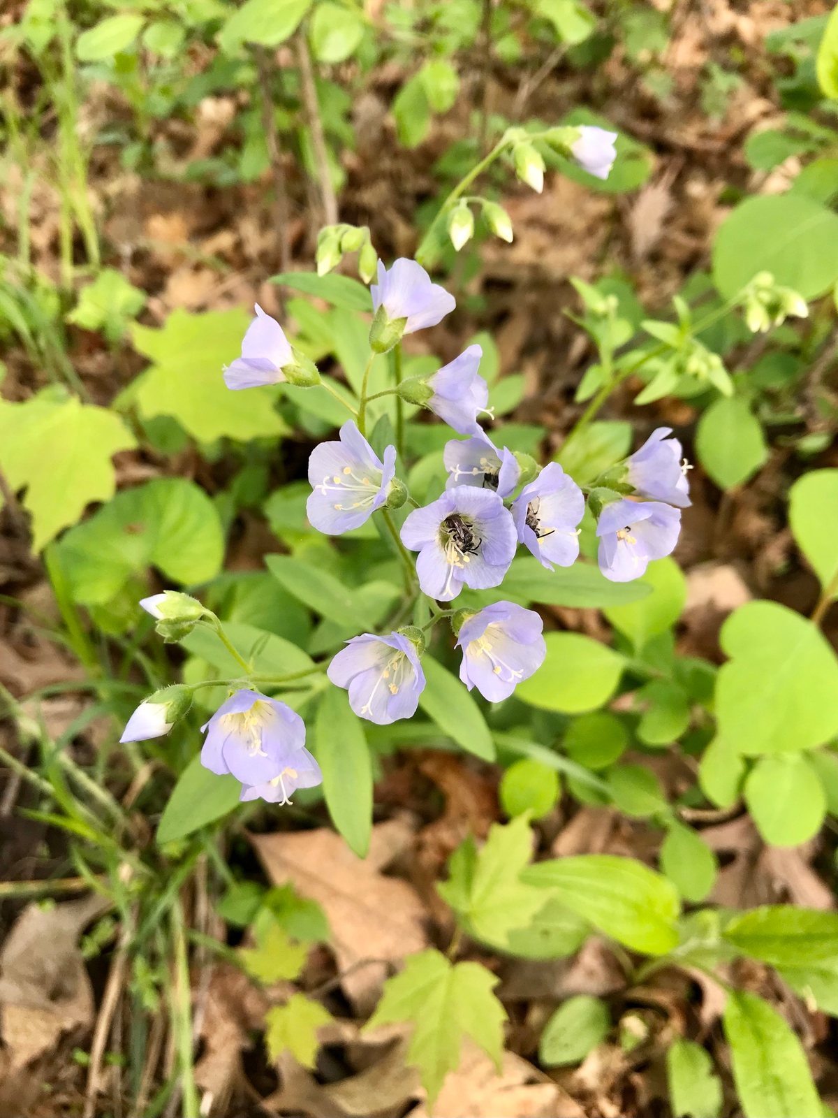 Creeping Jacob's ladder