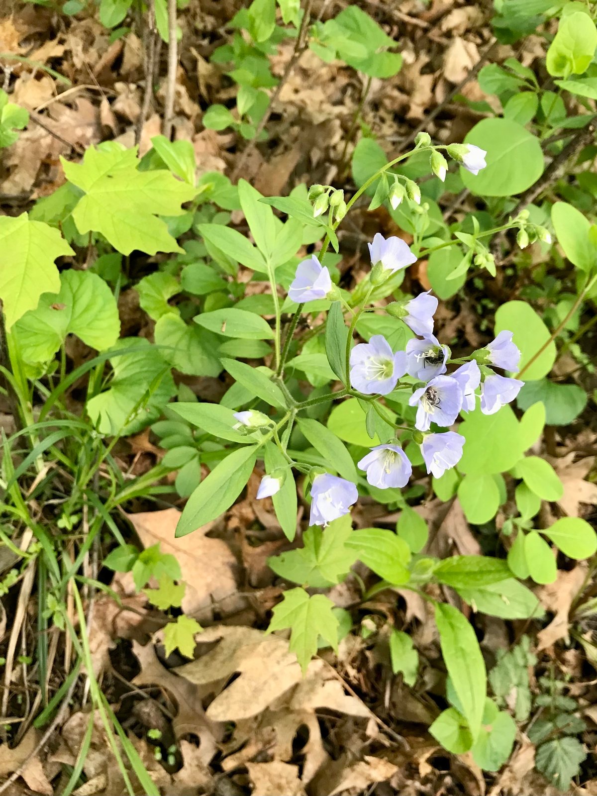 Creeping Jacob's ladder