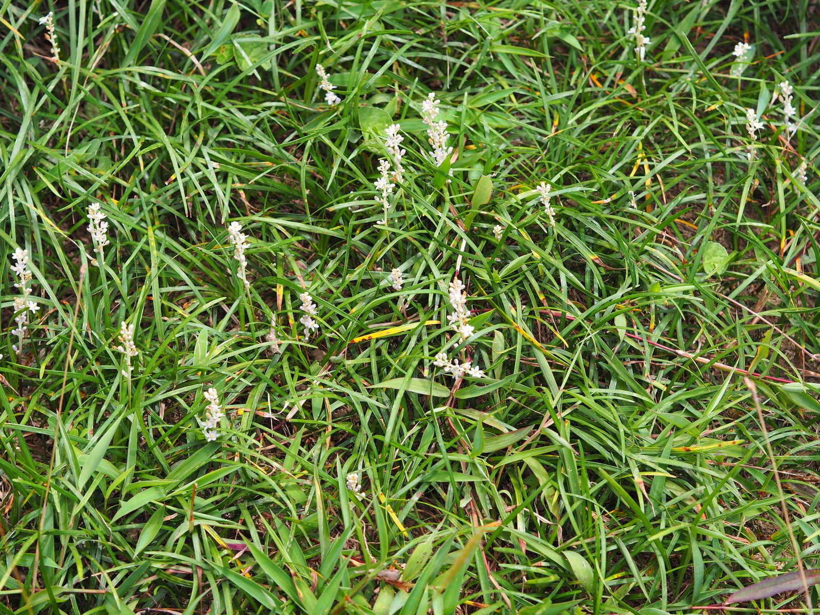 Creeping lilyturf