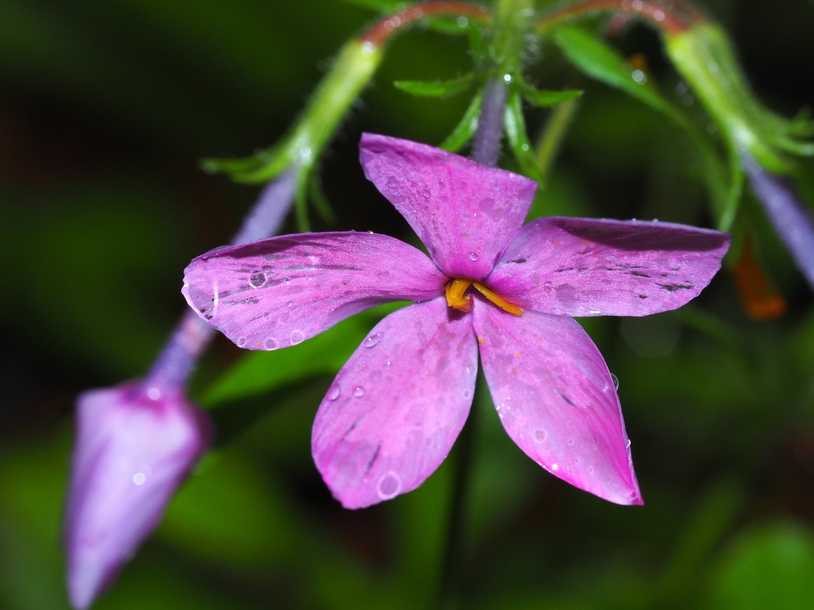 Creeping woodland phlox