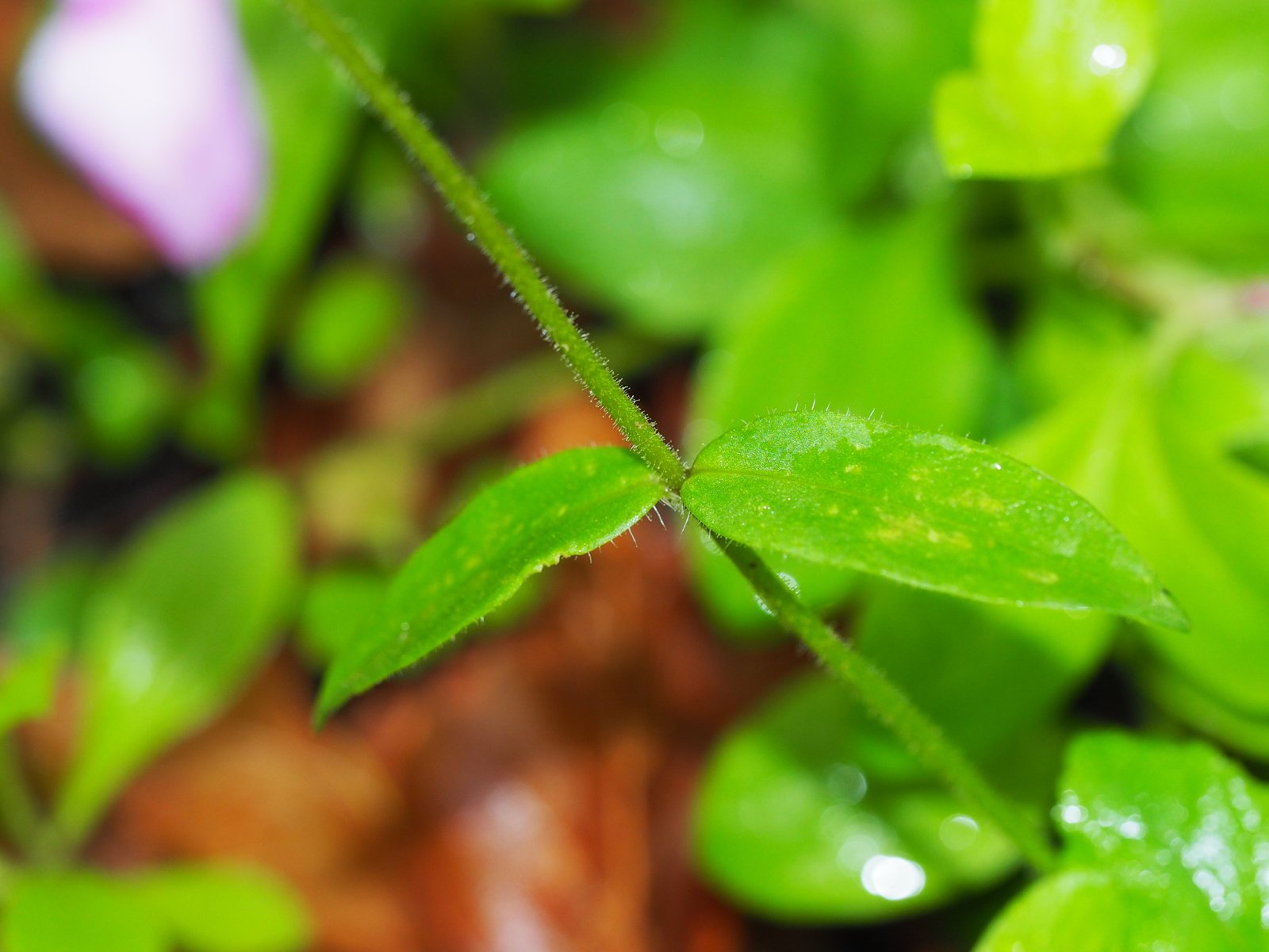 Creeping woodland phlox