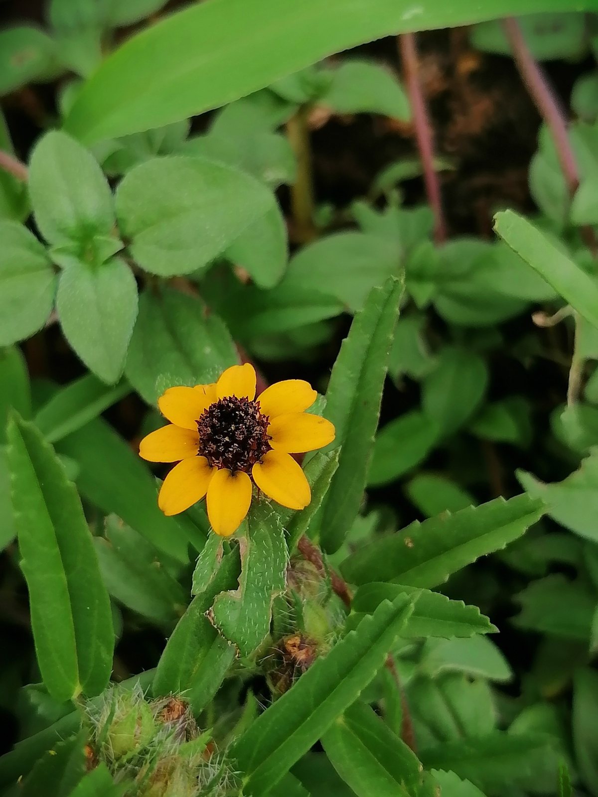 Creeping zinnia