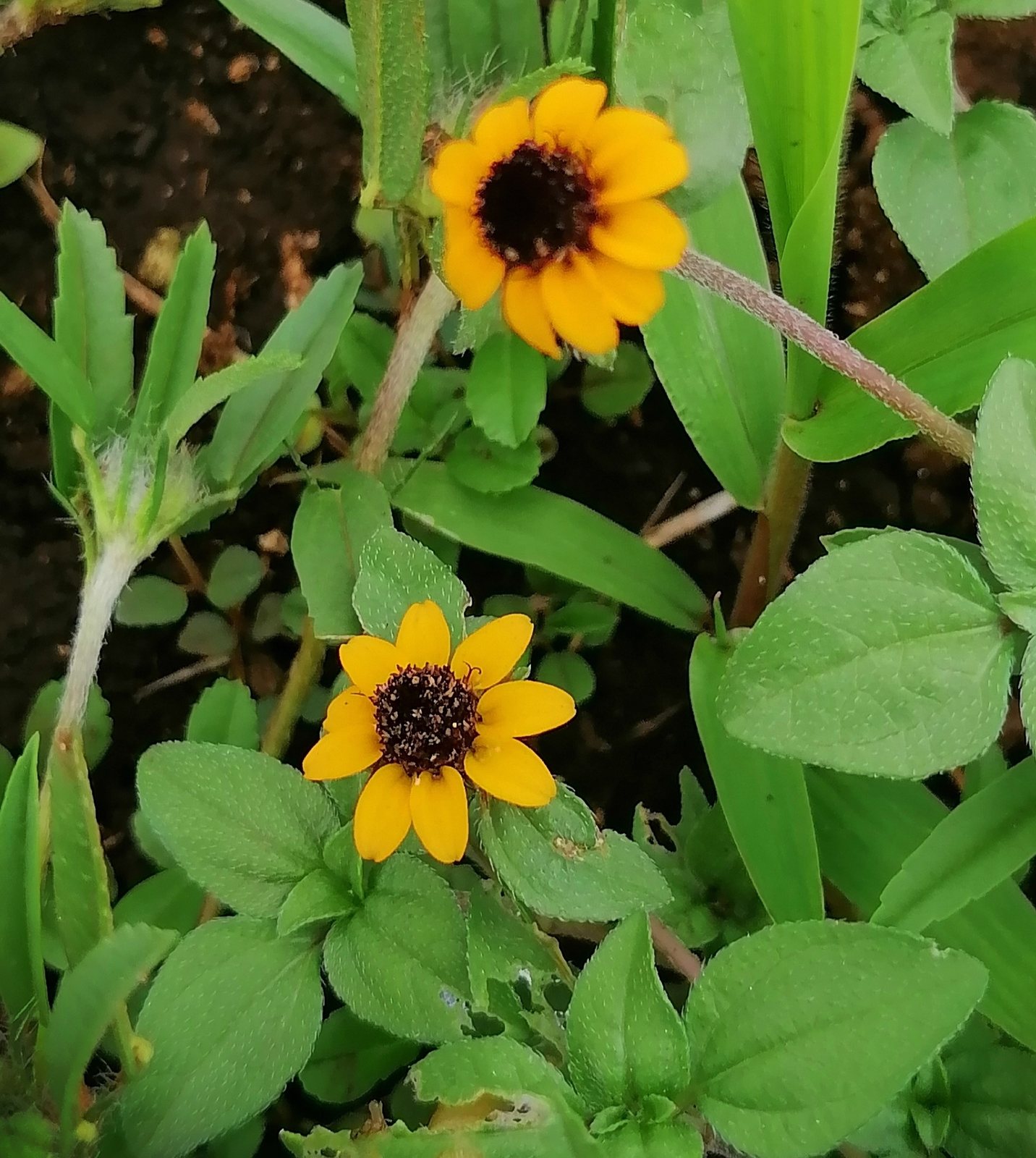Creeping zinnia