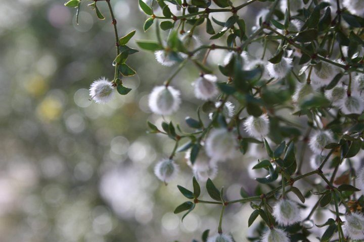 Creosote bush