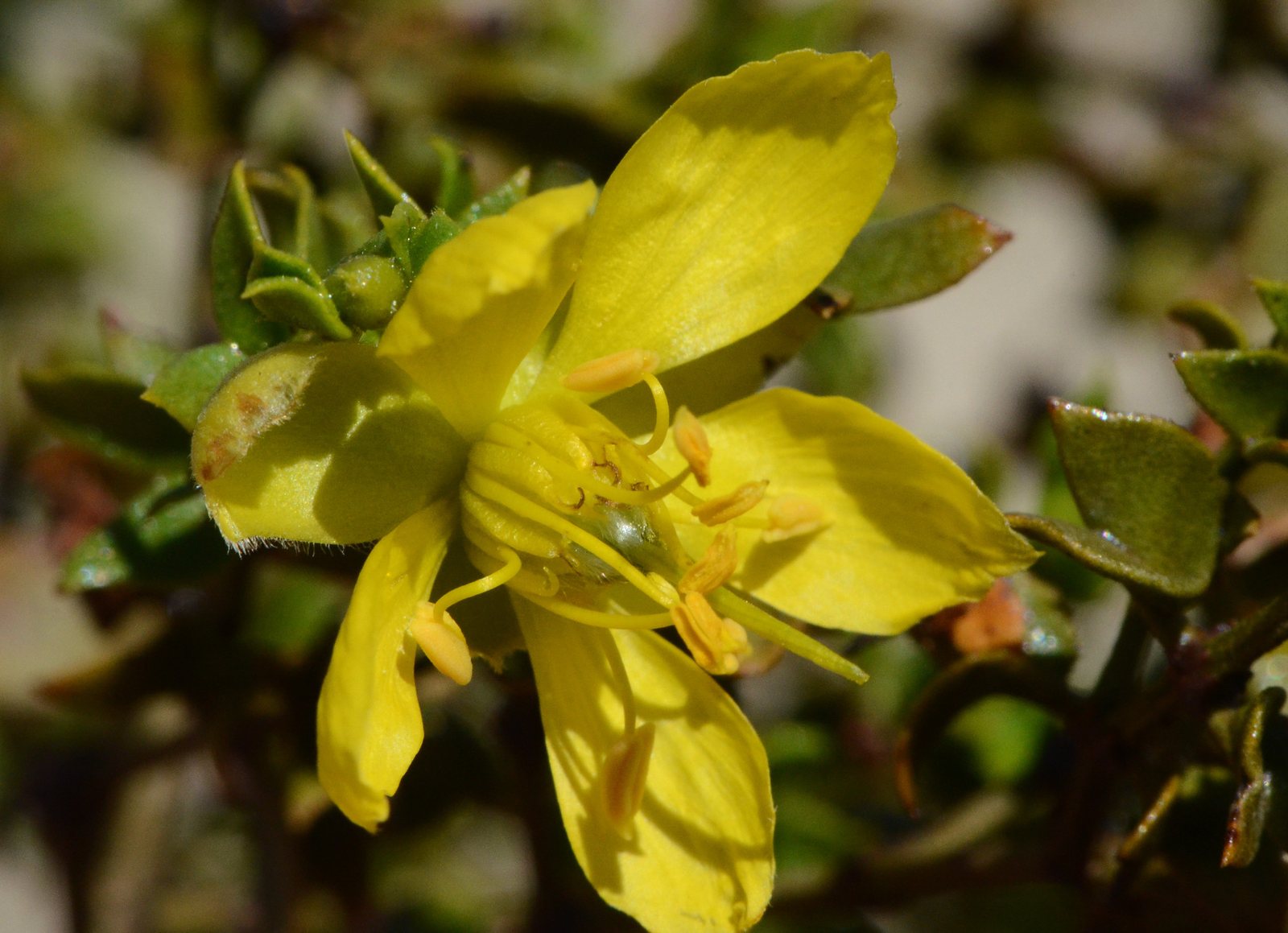Creosote bush