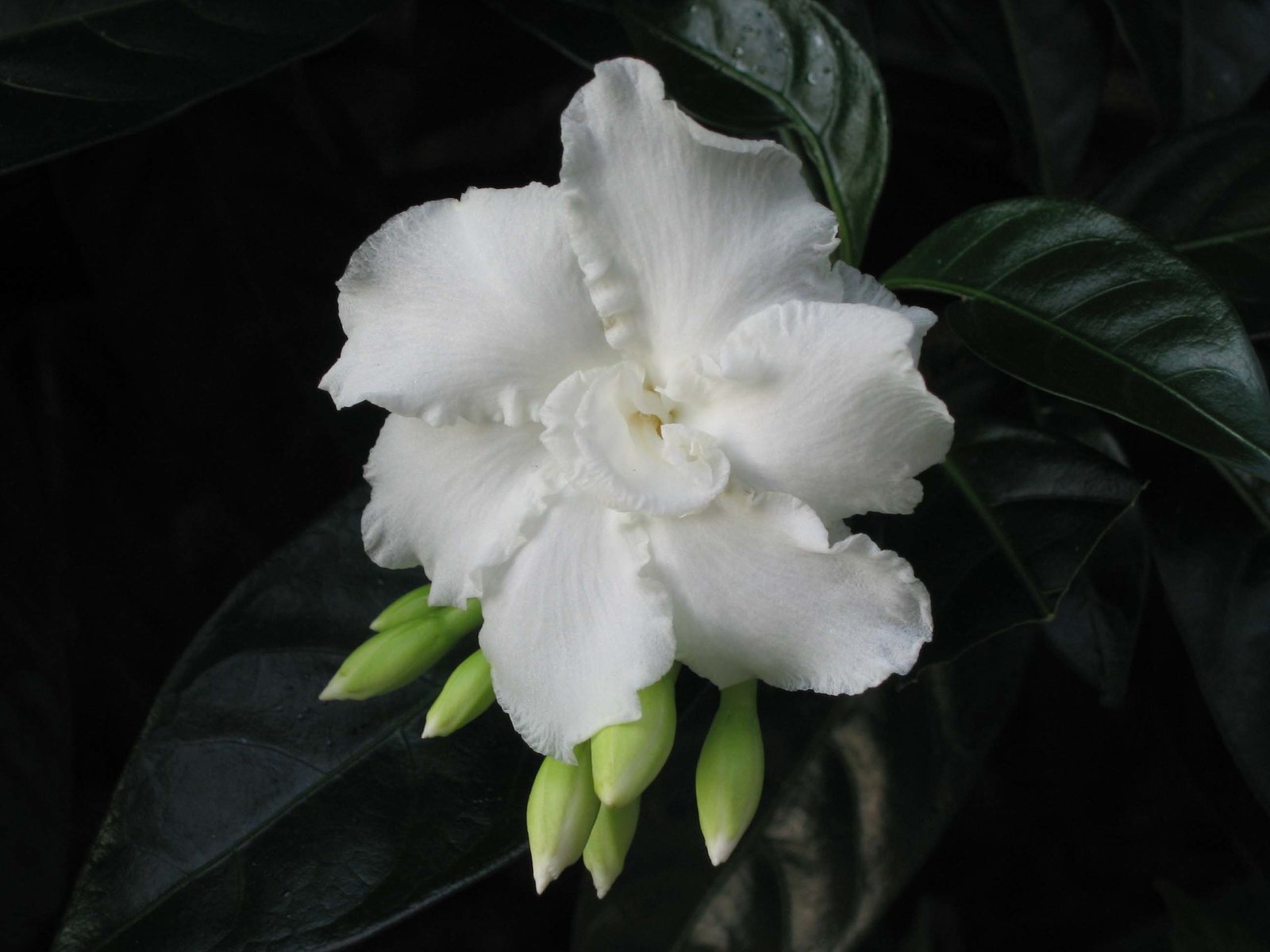 Crepe jasmine